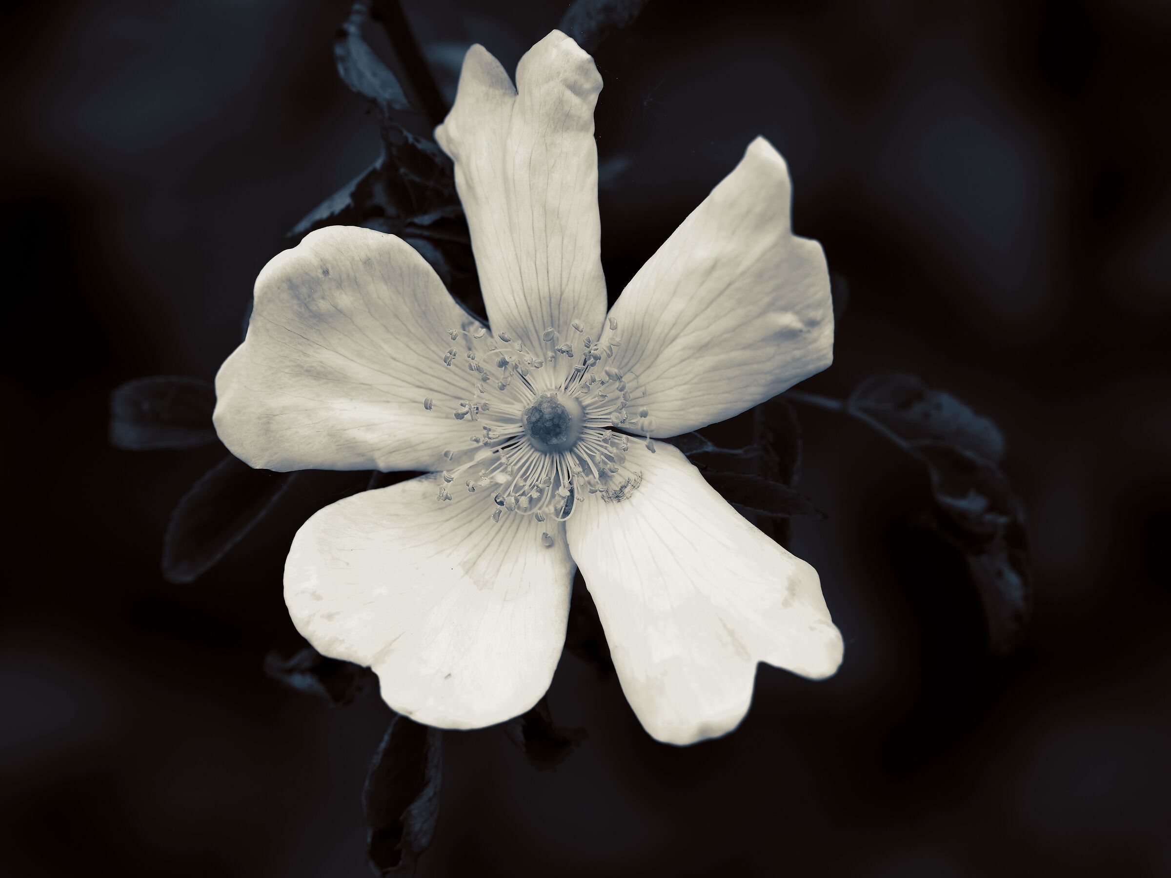 Rosa canina