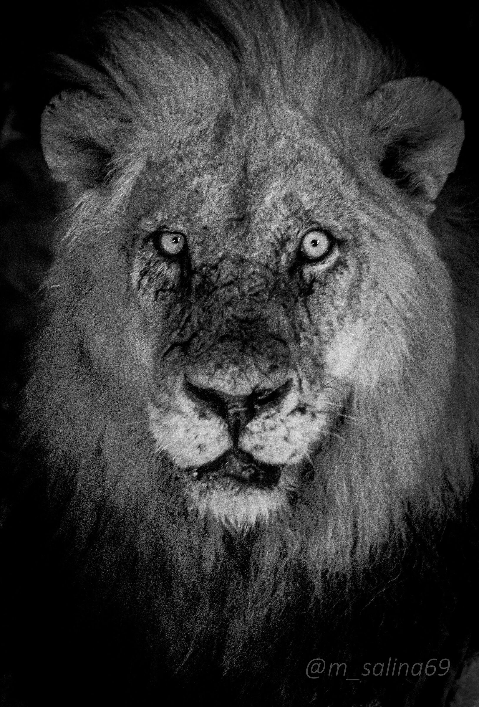 the King in black