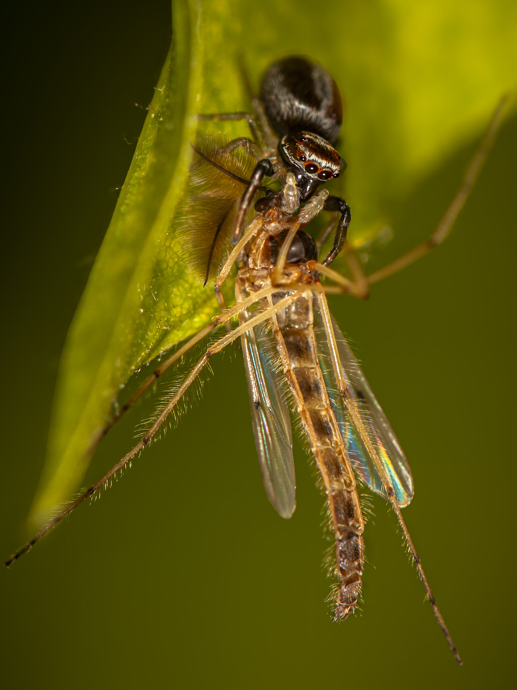 The capture