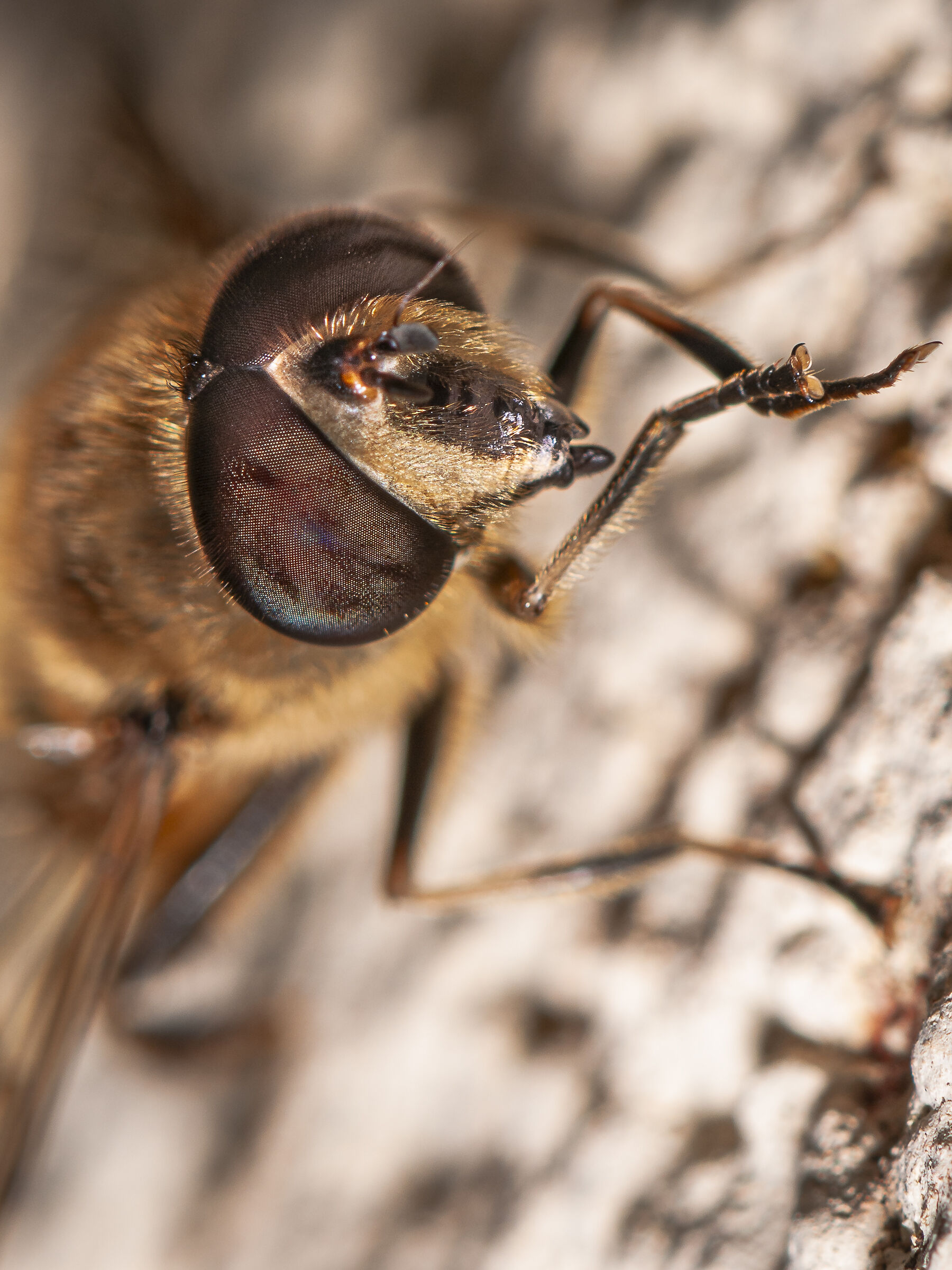 Eristalis tenax