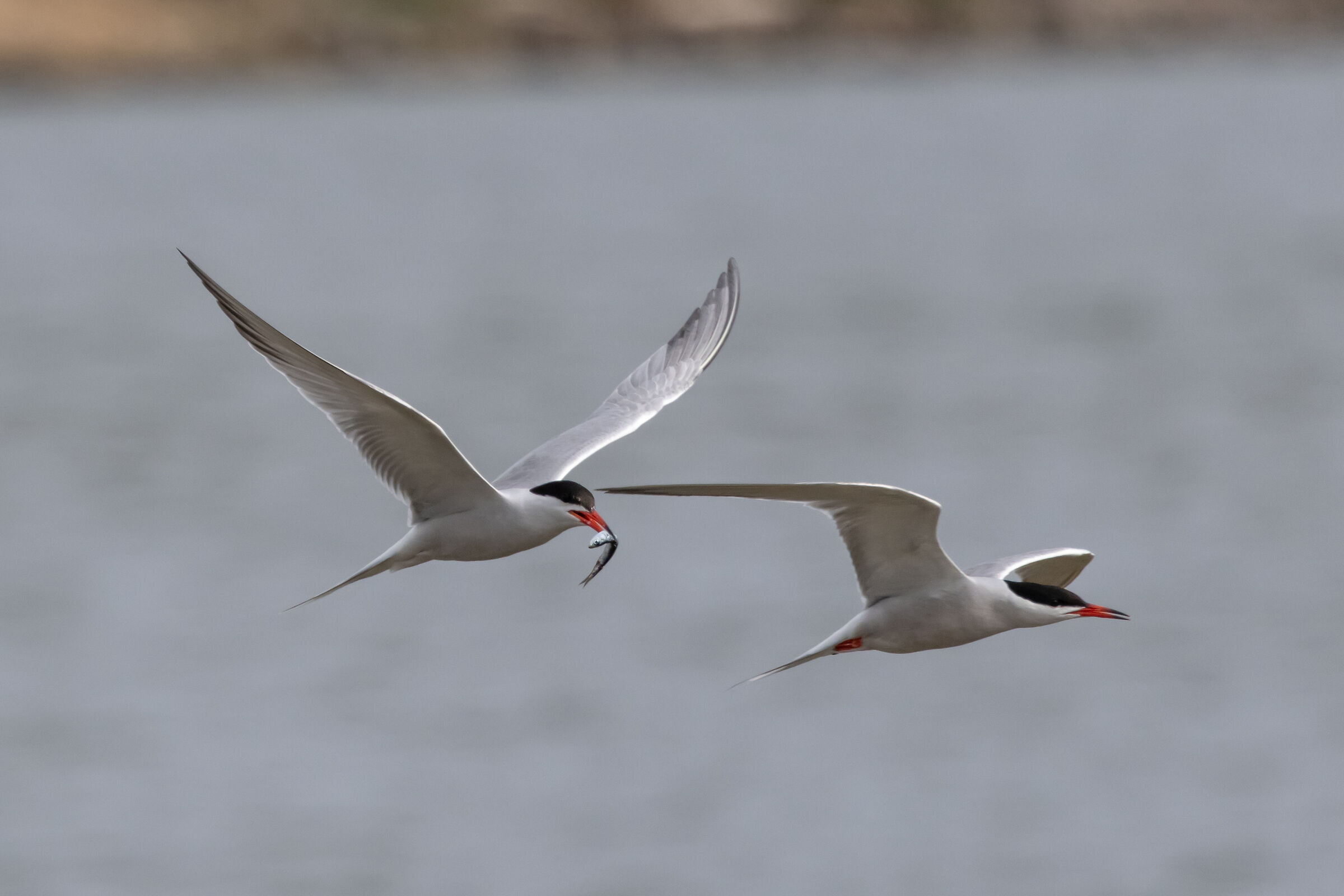 Common Tern