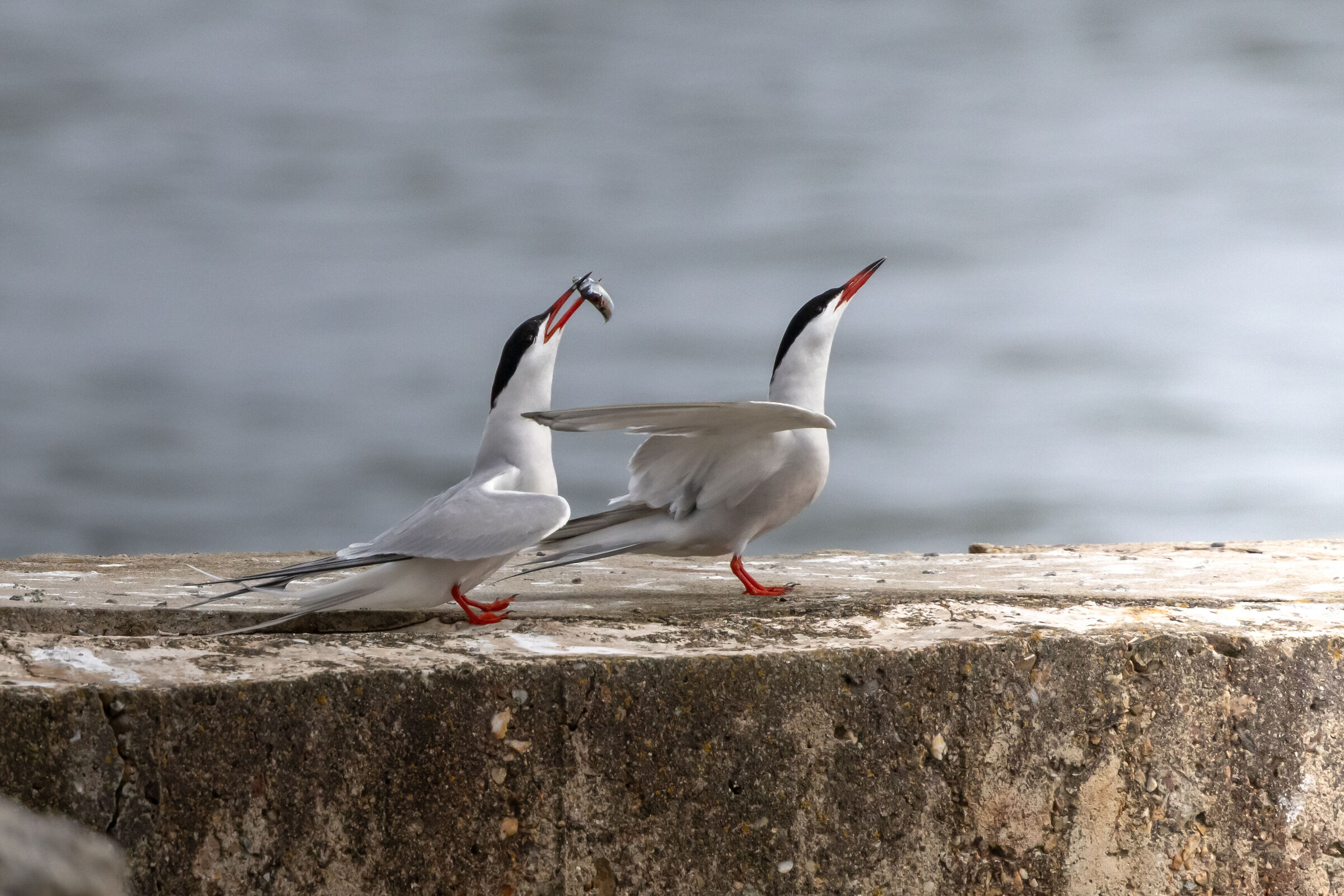 Common Tern