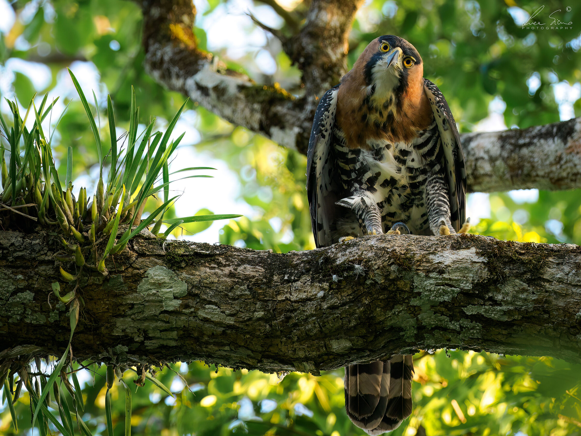 Spizaetus ornatus