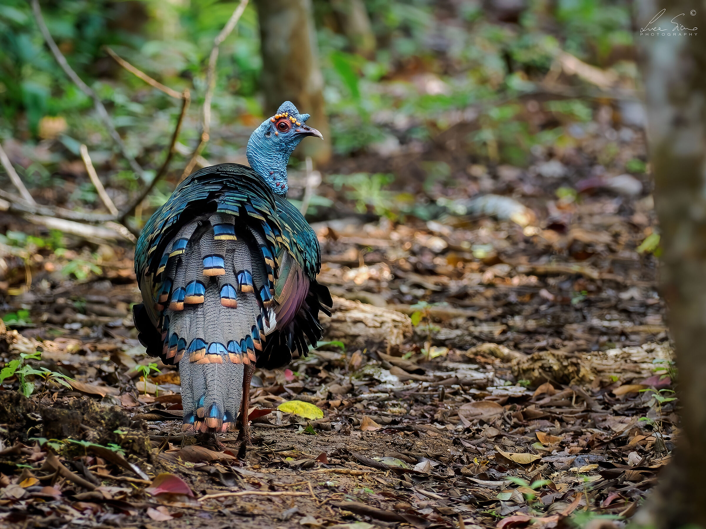 Meleagris ocellata