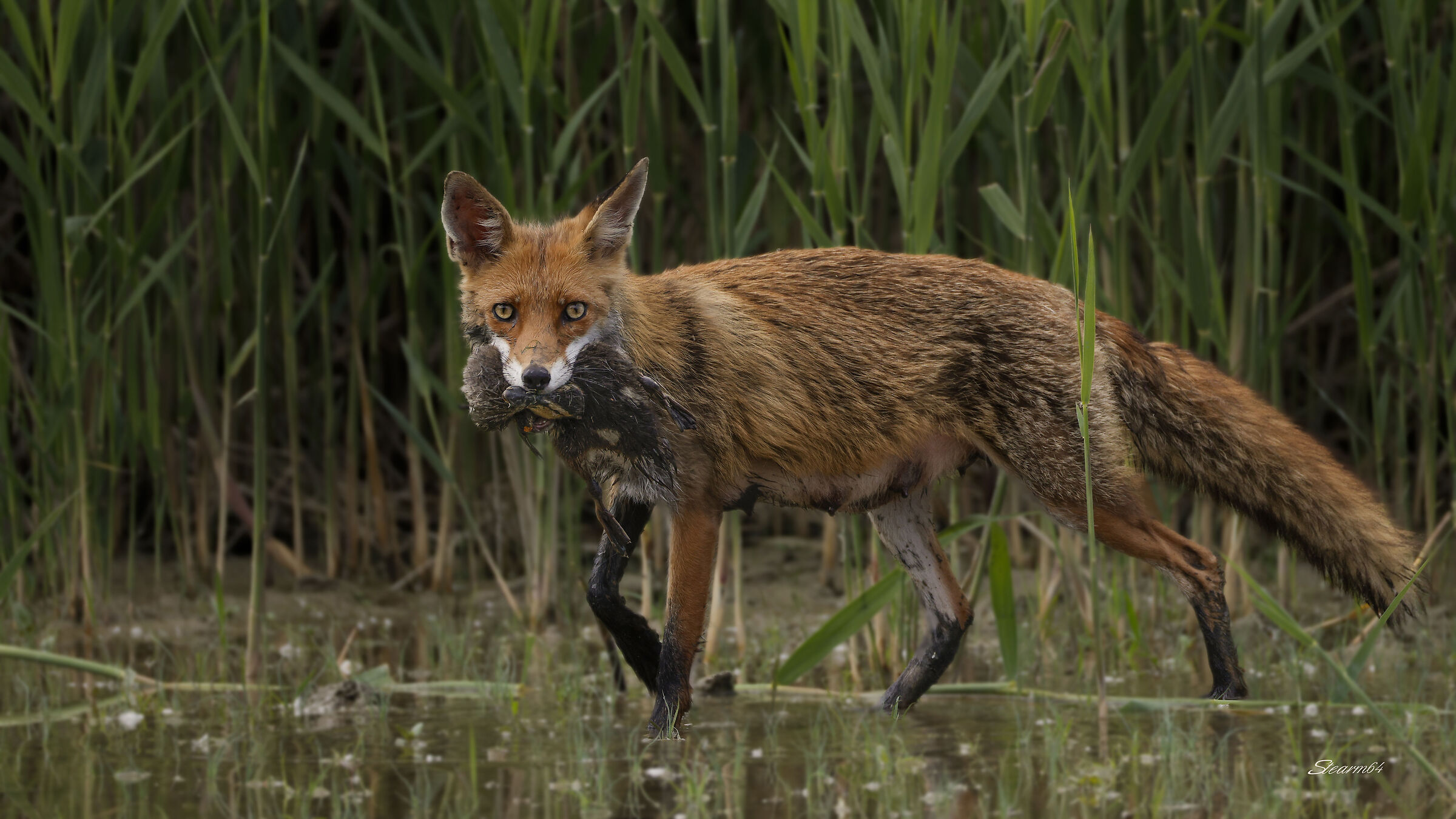 Fox