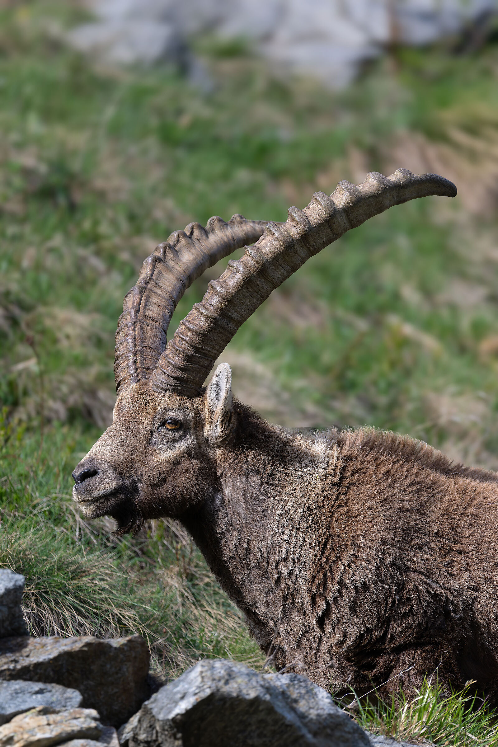 Stambecco - Parco Nazionale del Gran Paradiso -Piemonte