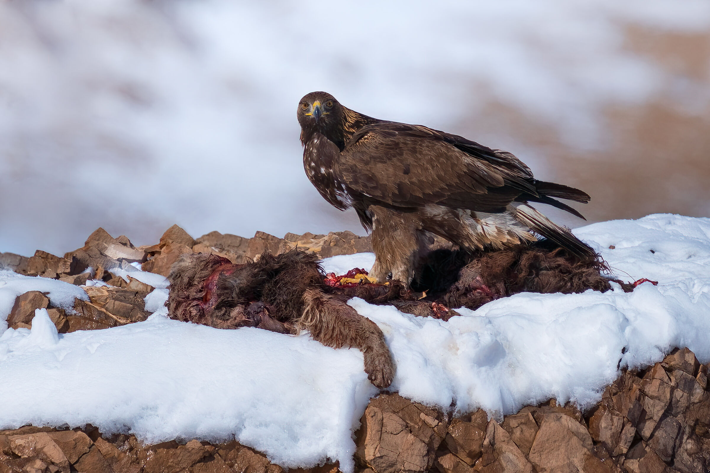 Golden eagle