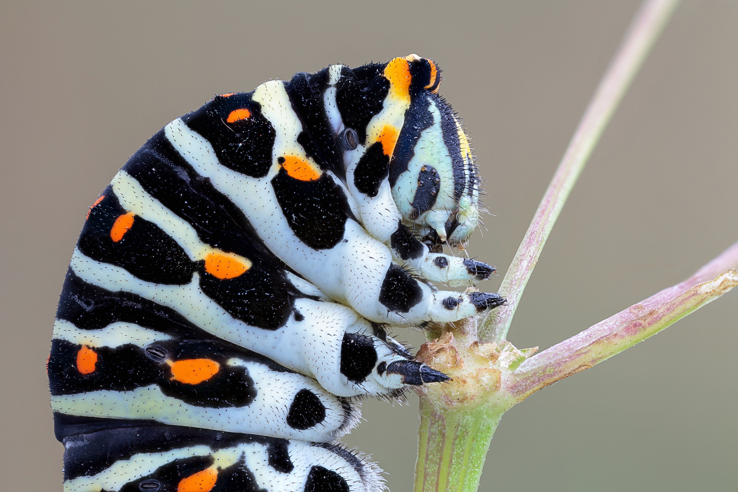 Machaon caterpillar closeup