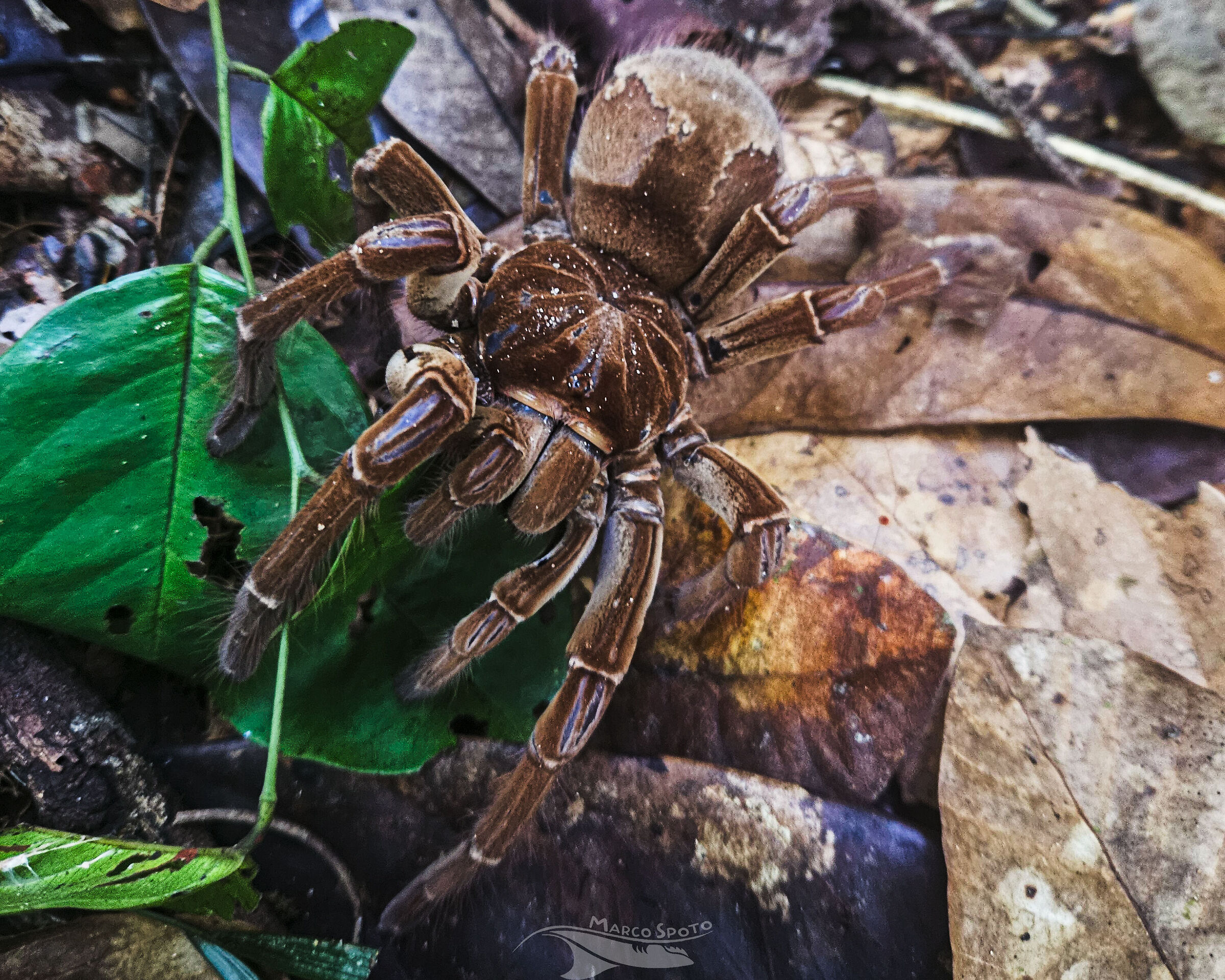 tarantola