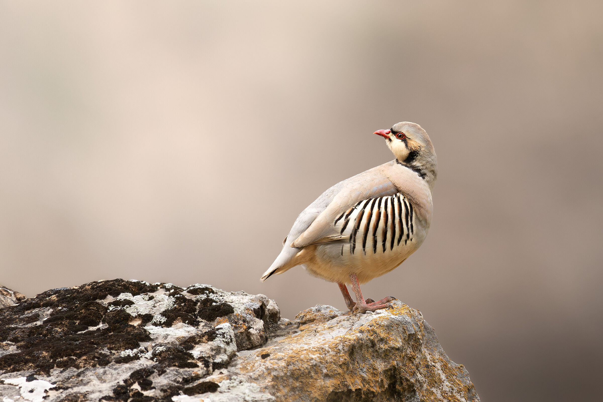 partridge