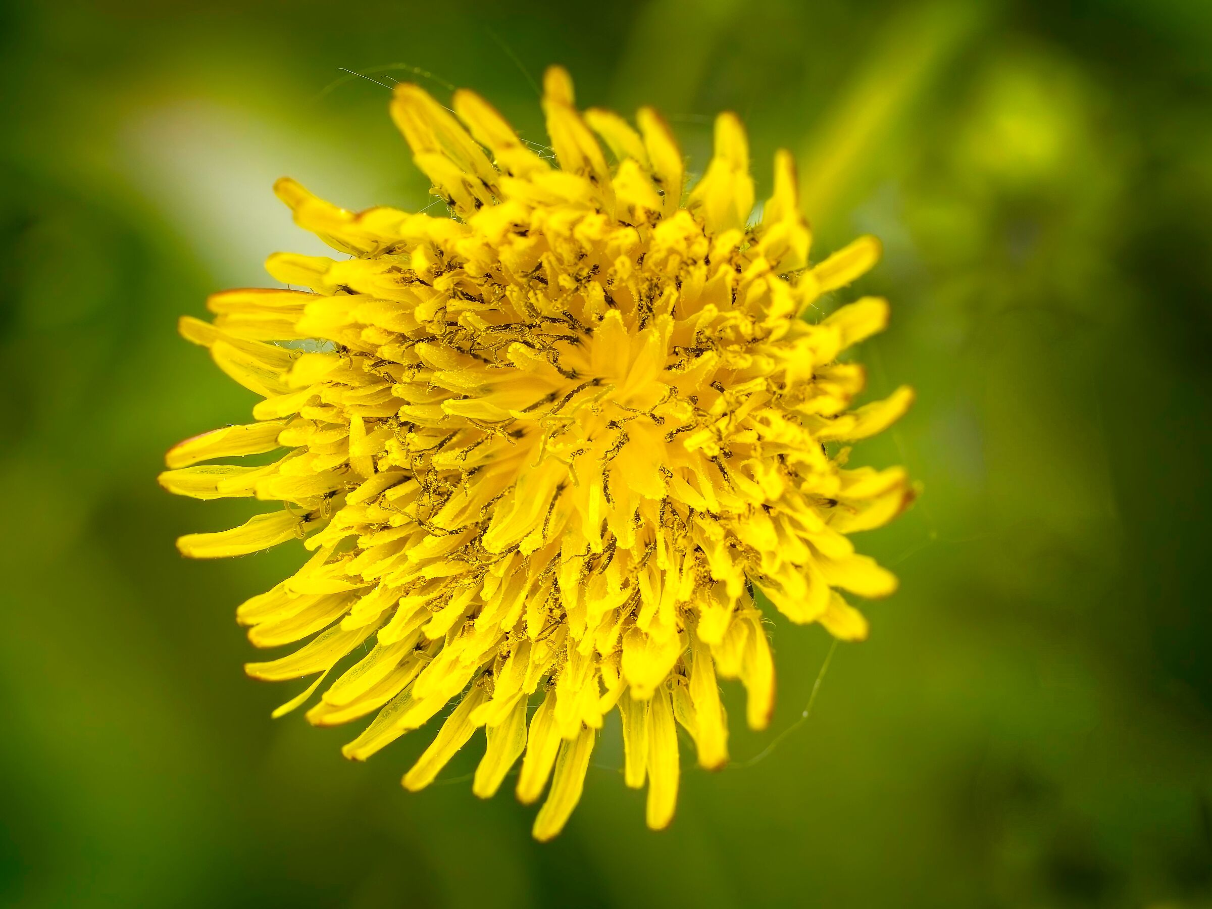 Sonchus thistle