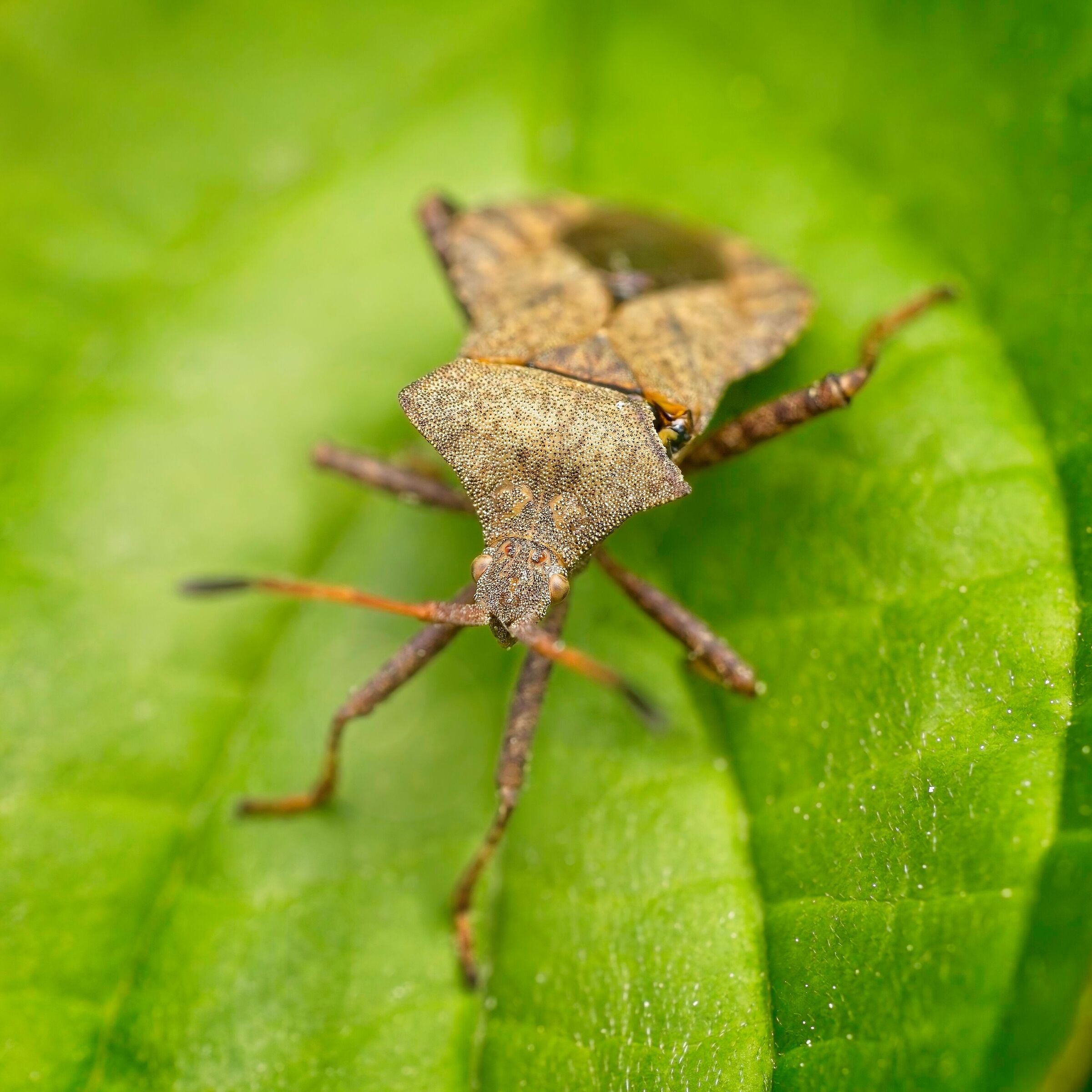 Bug del molo