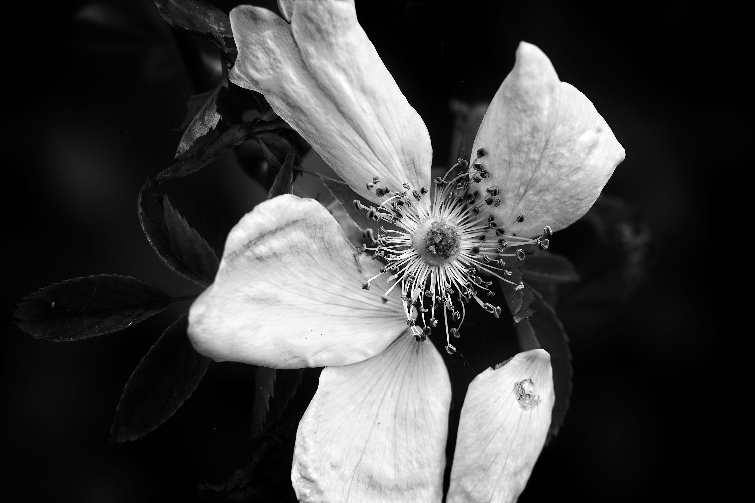 Rosa canina
