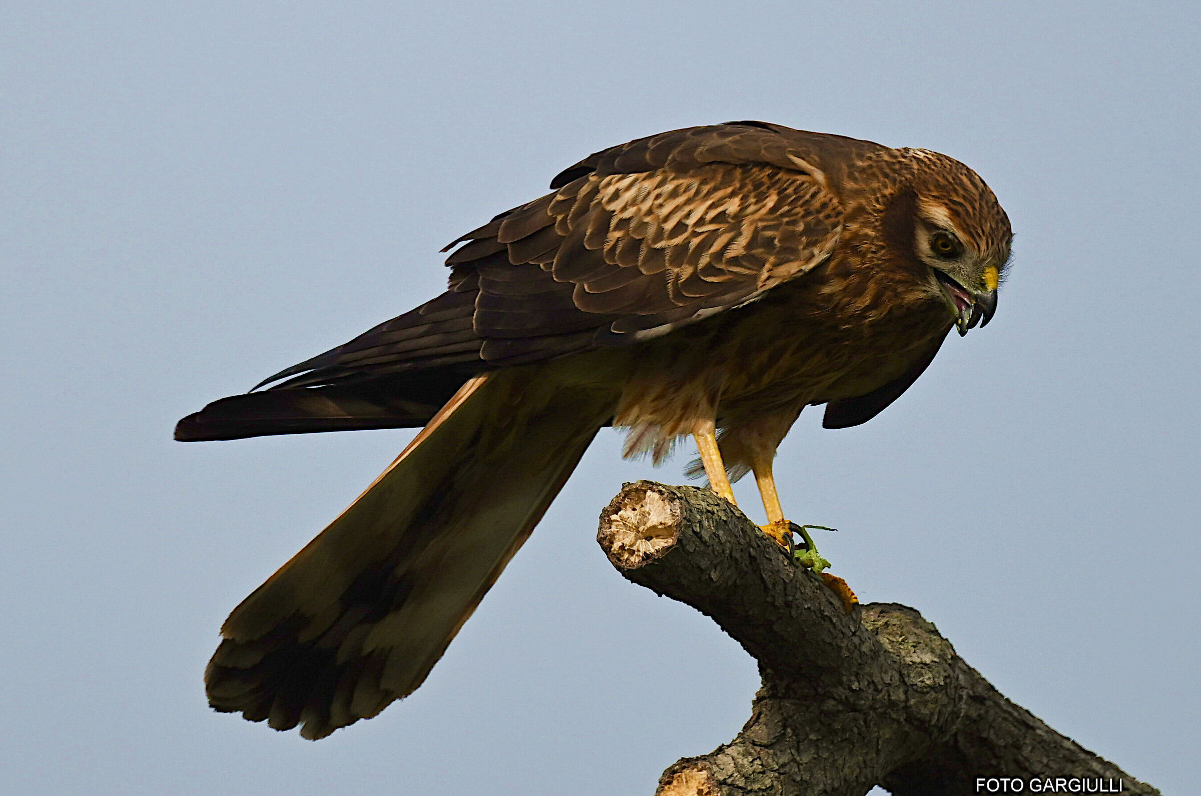 Montagu's harrier female with prey