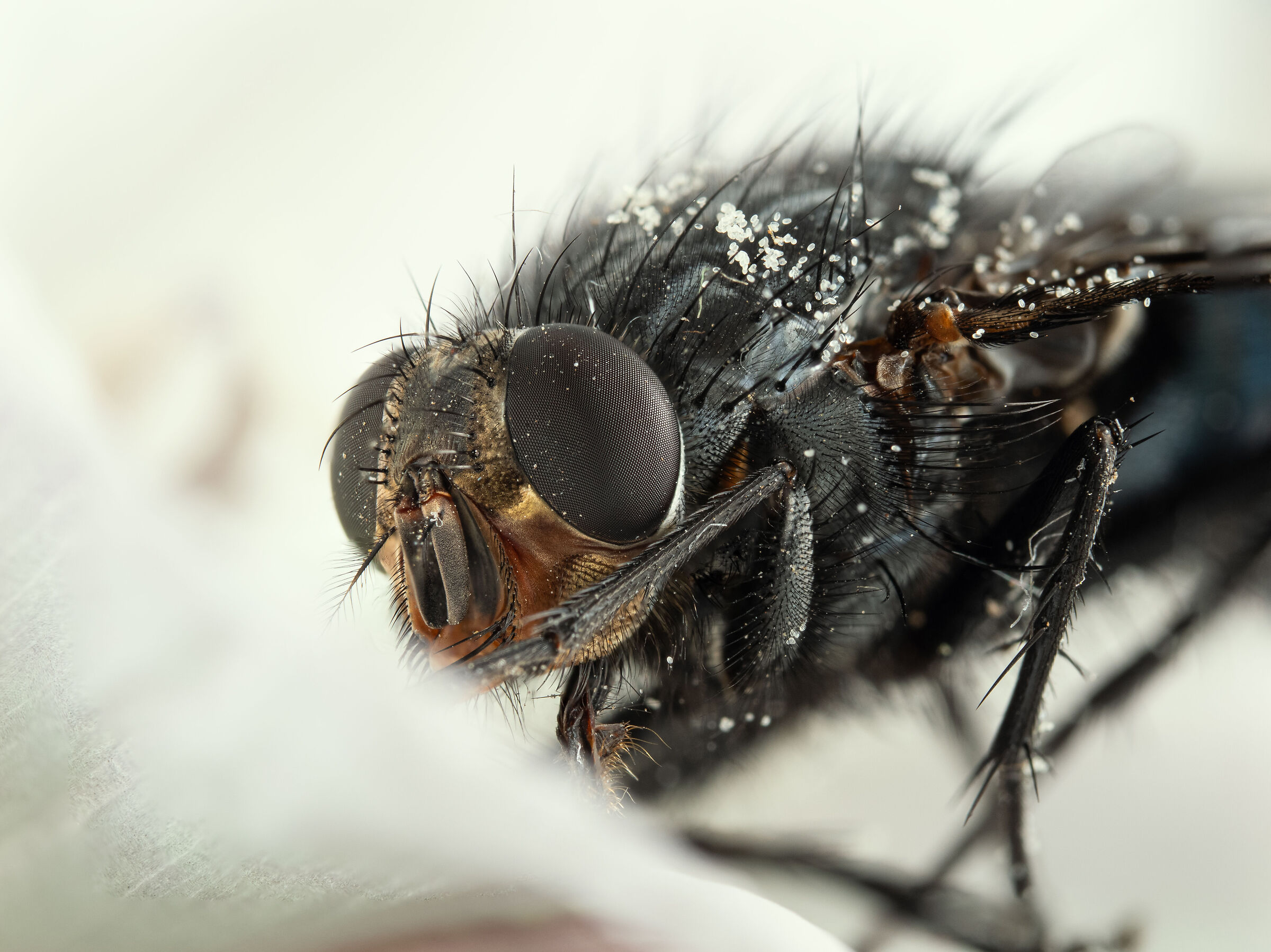 Musca domestica