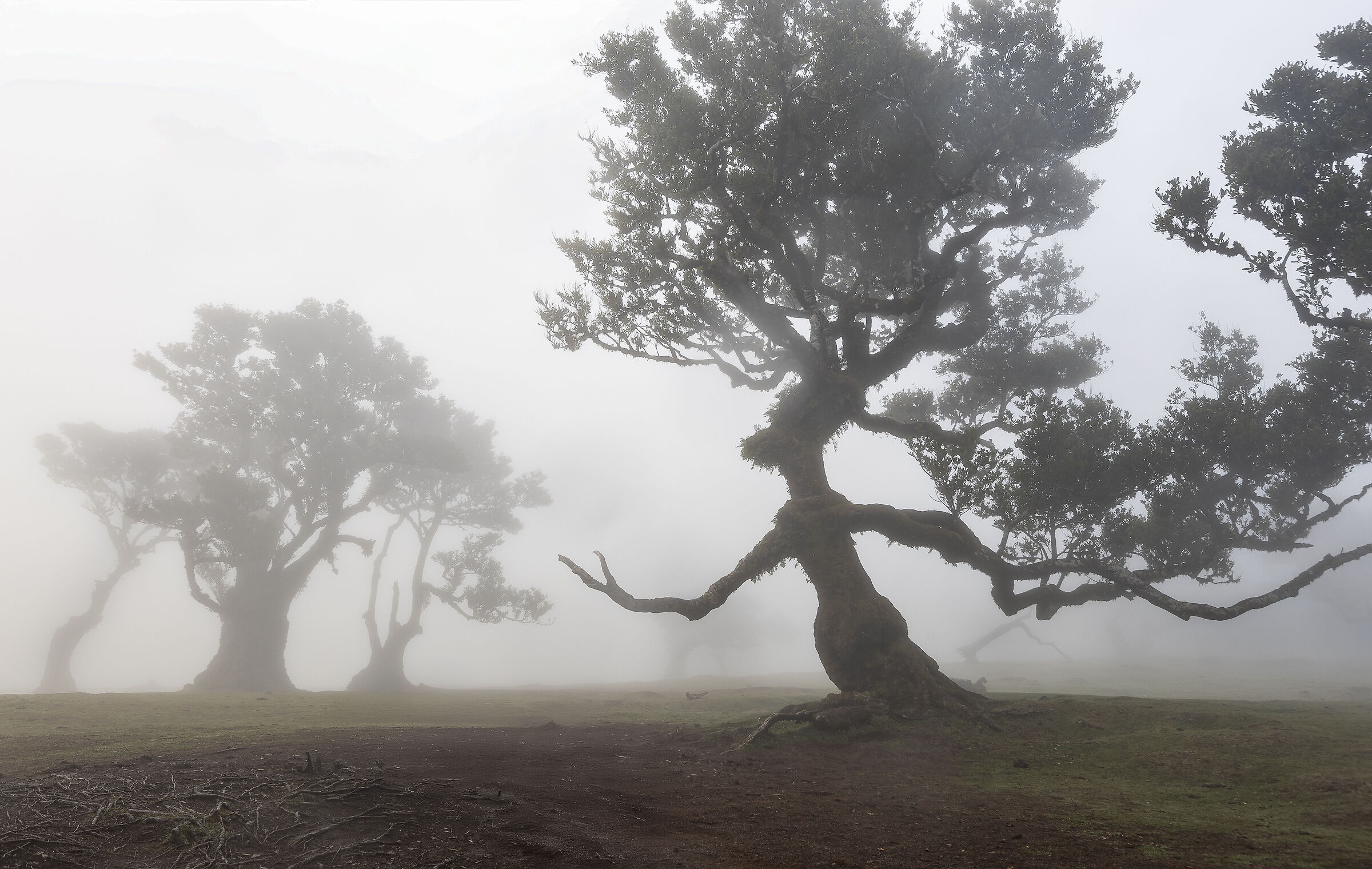 The Dancing Oak