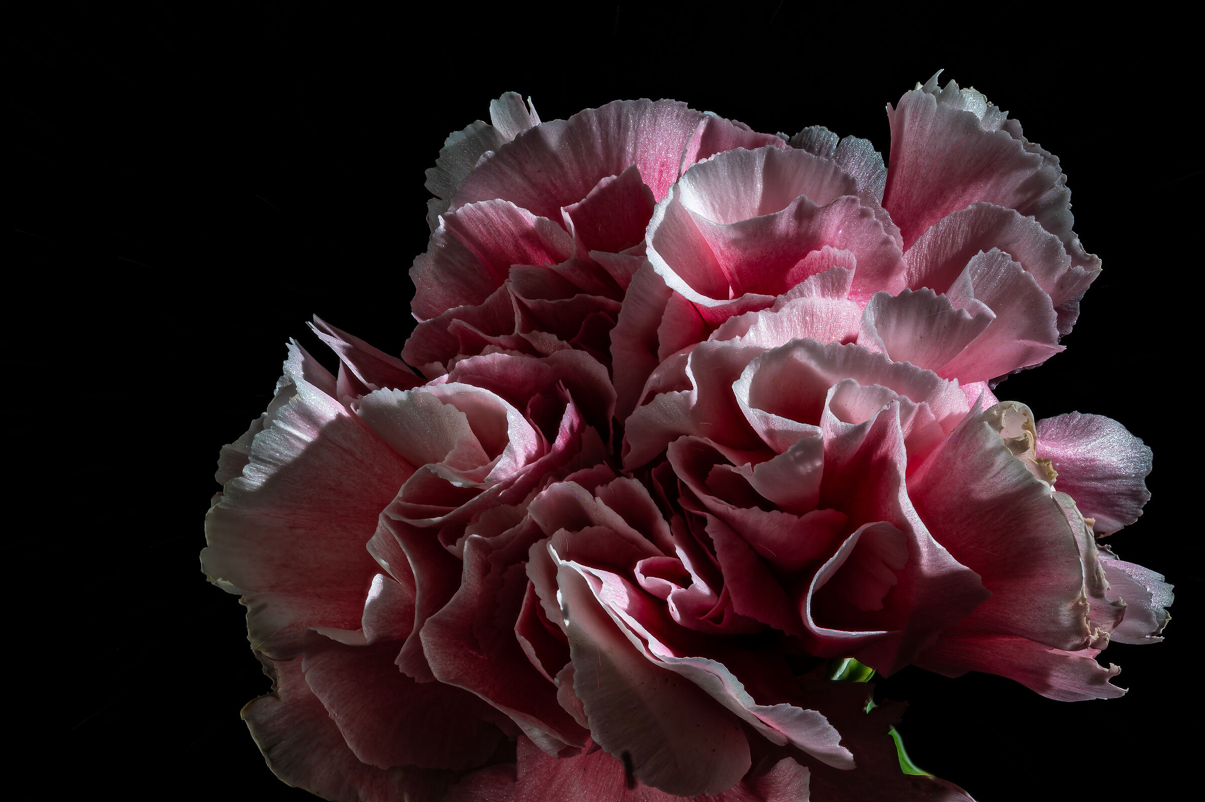 Carnation