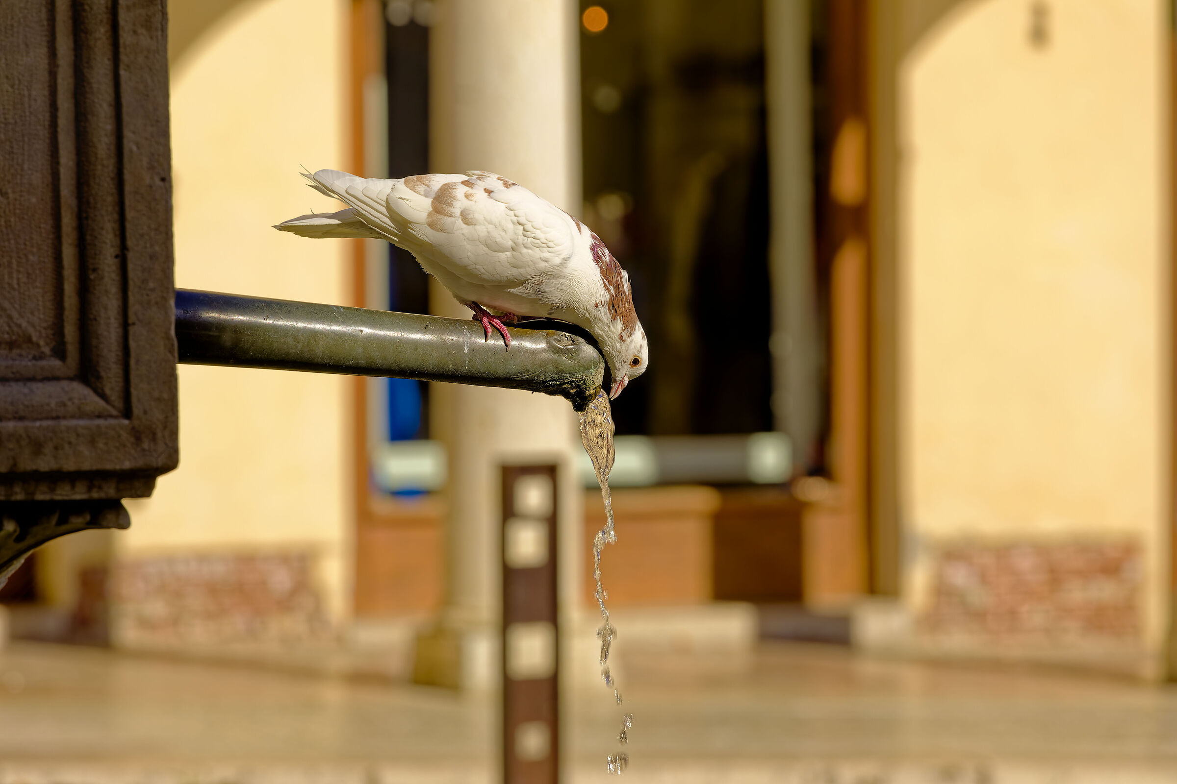 Che fatica bagnarsi il becco….