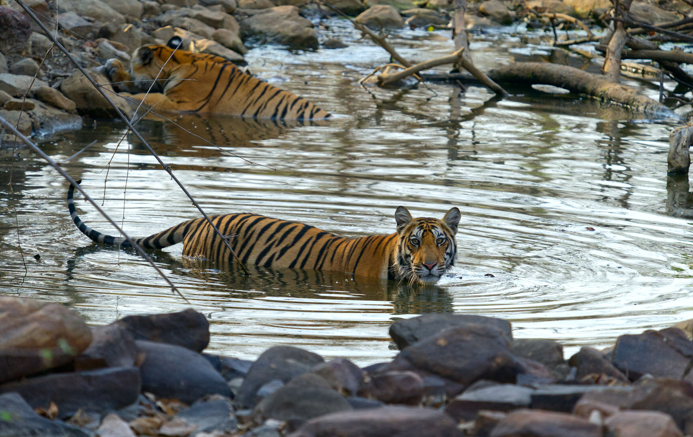 Bengal tiger couple - Panna N.P.  India