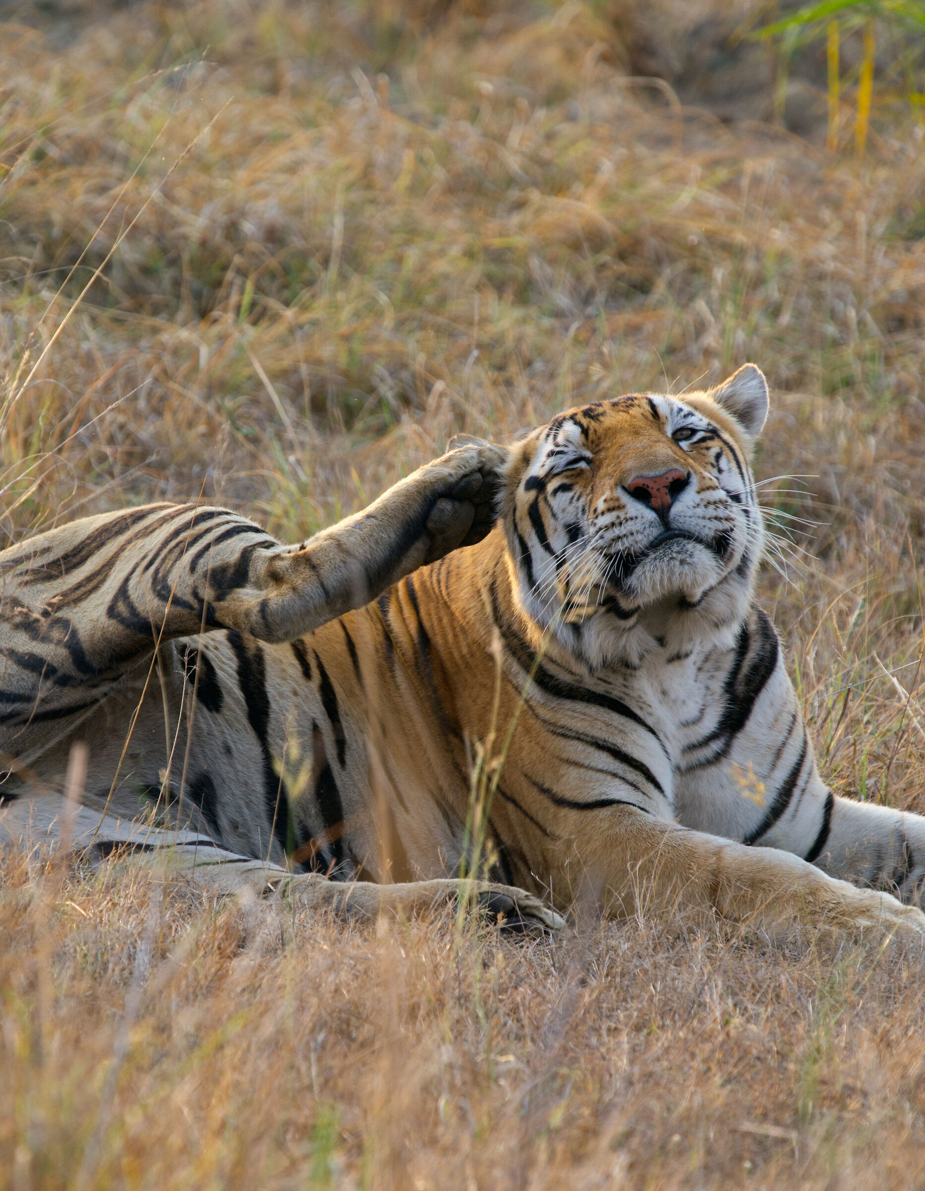 Kanha National Park Madhya Pradesh