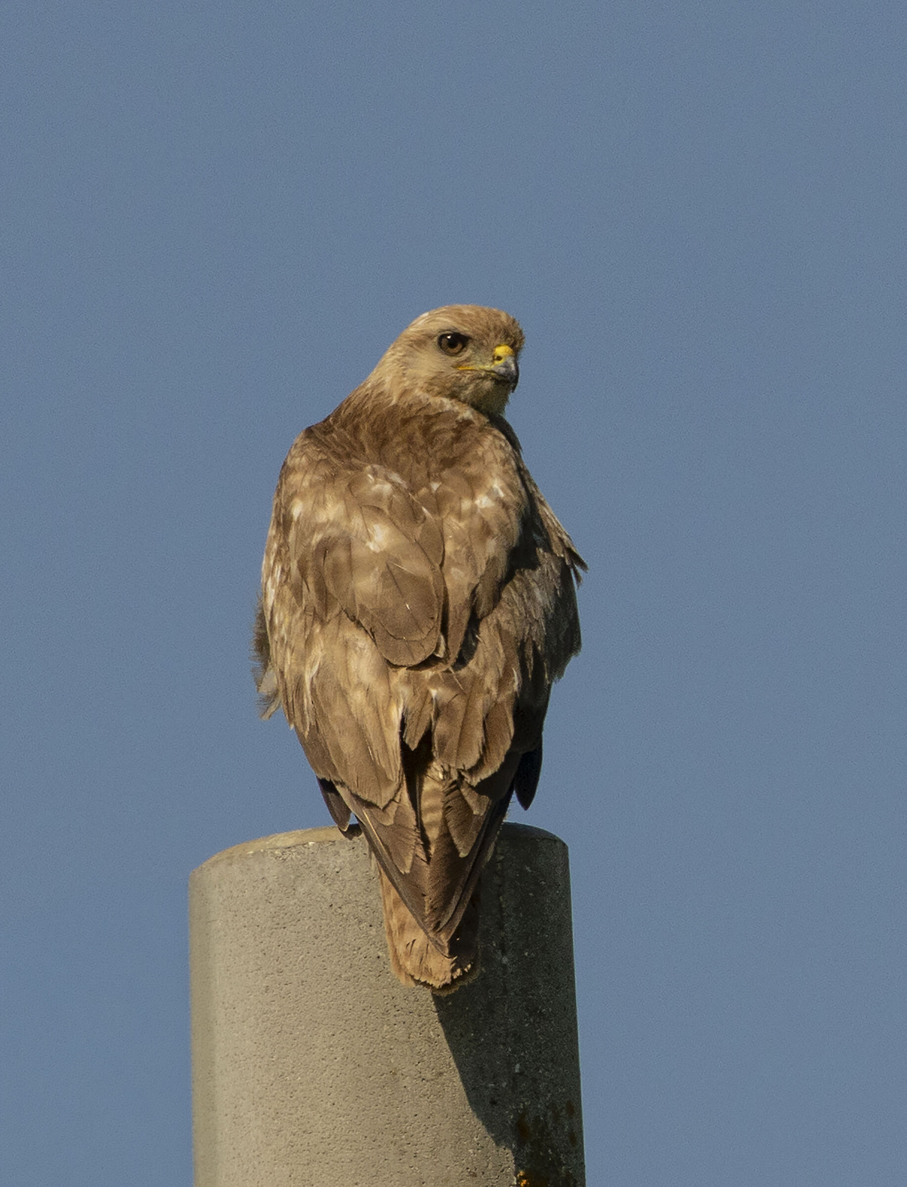 Black Kite