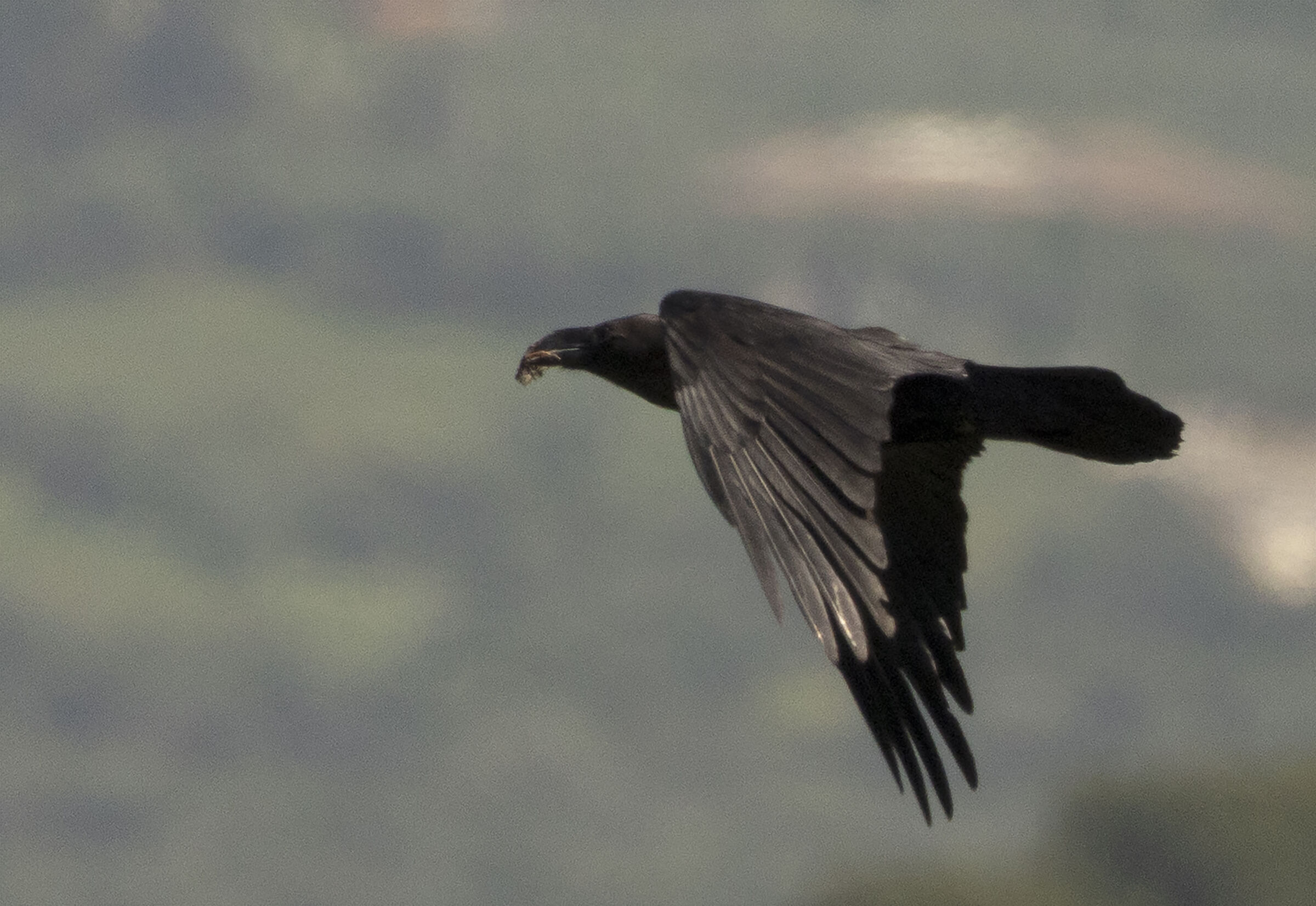 Black Raven