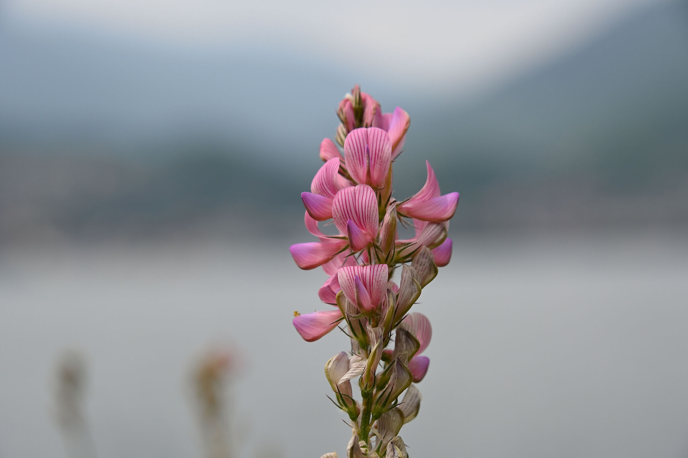 Salvia Pratensis