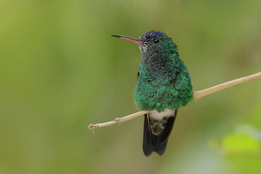 Amazilia cyanifrons