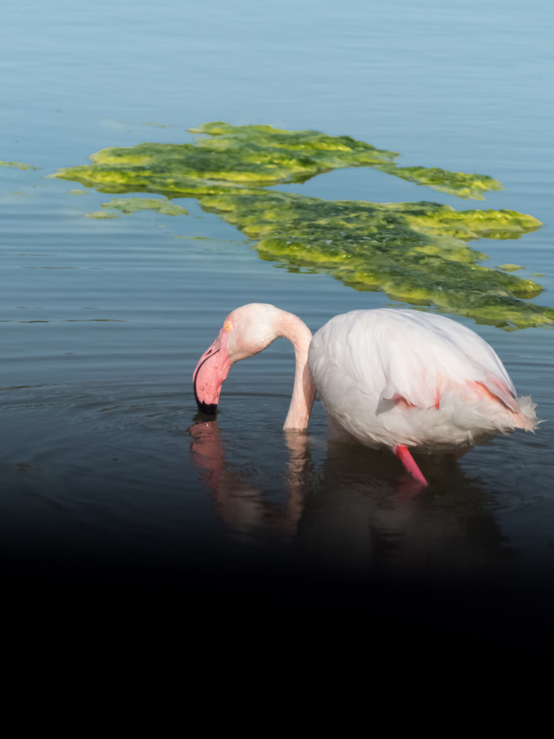 Il fenicottero rosa
