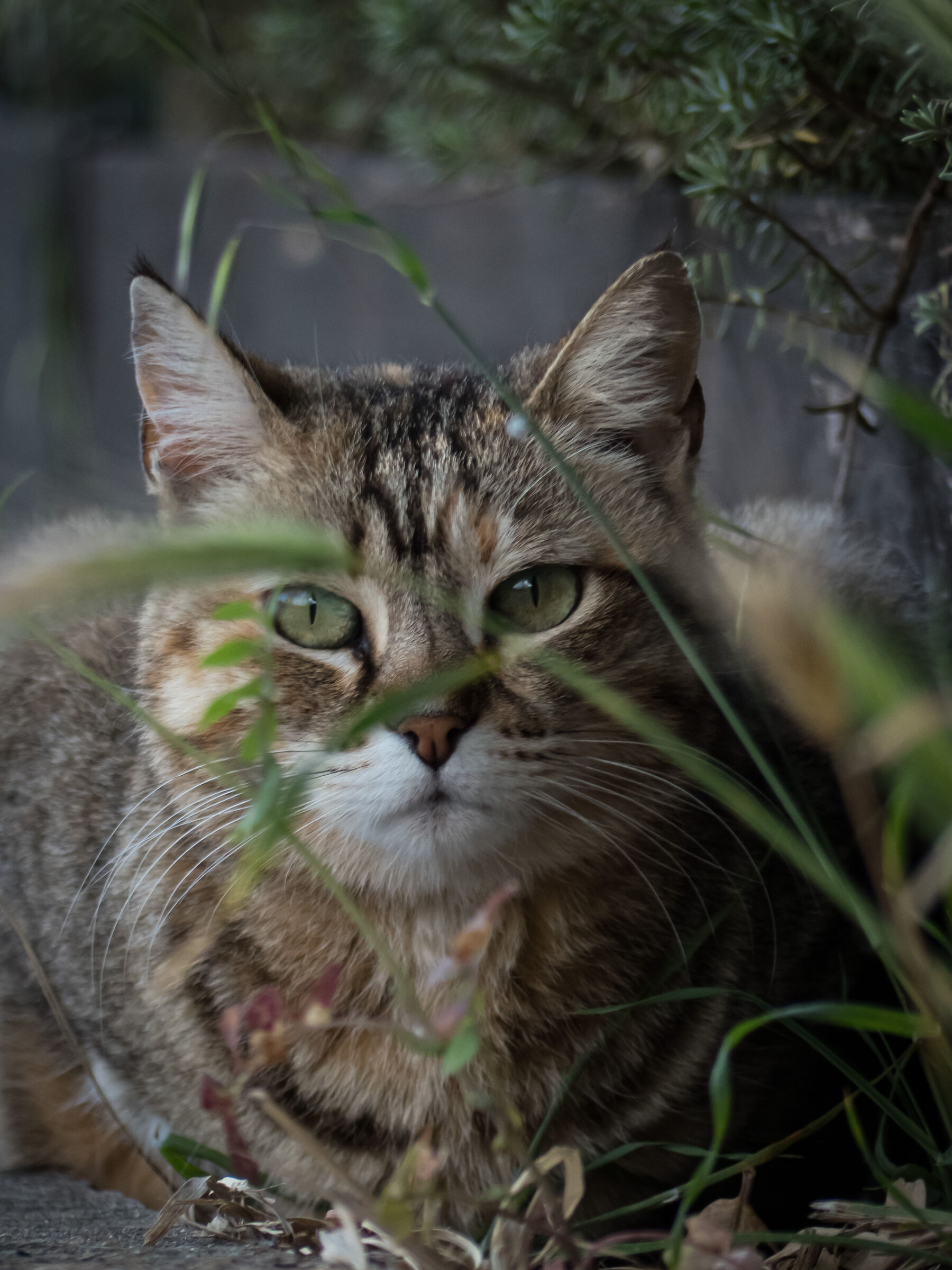Il gatto di terramaini