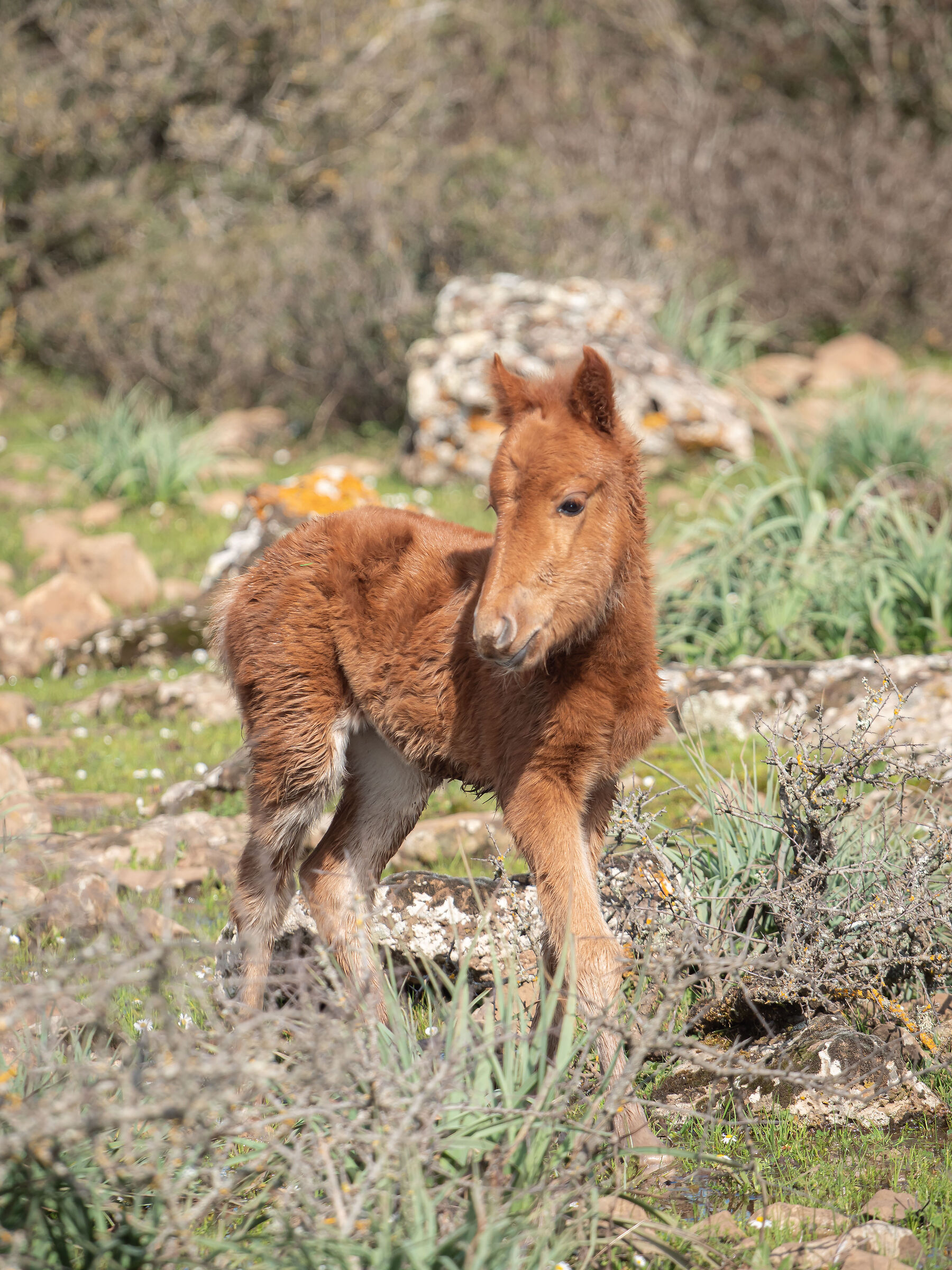 Cavallino della giara