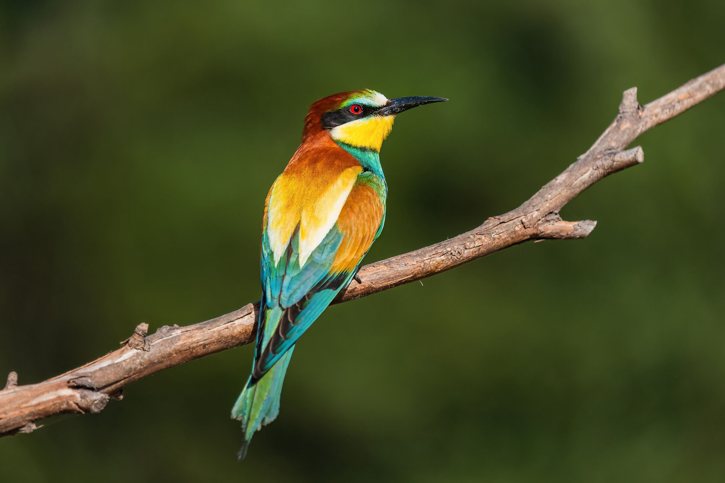 Bee-eater