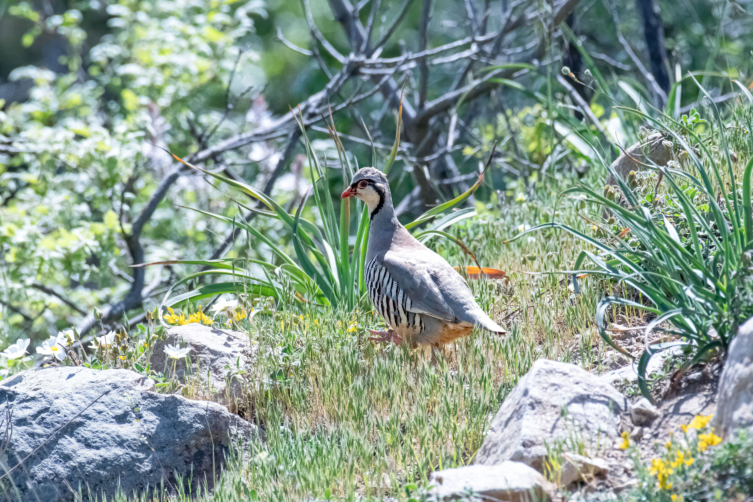 La rara Coturnice siciliana, custode degli ecosistemi