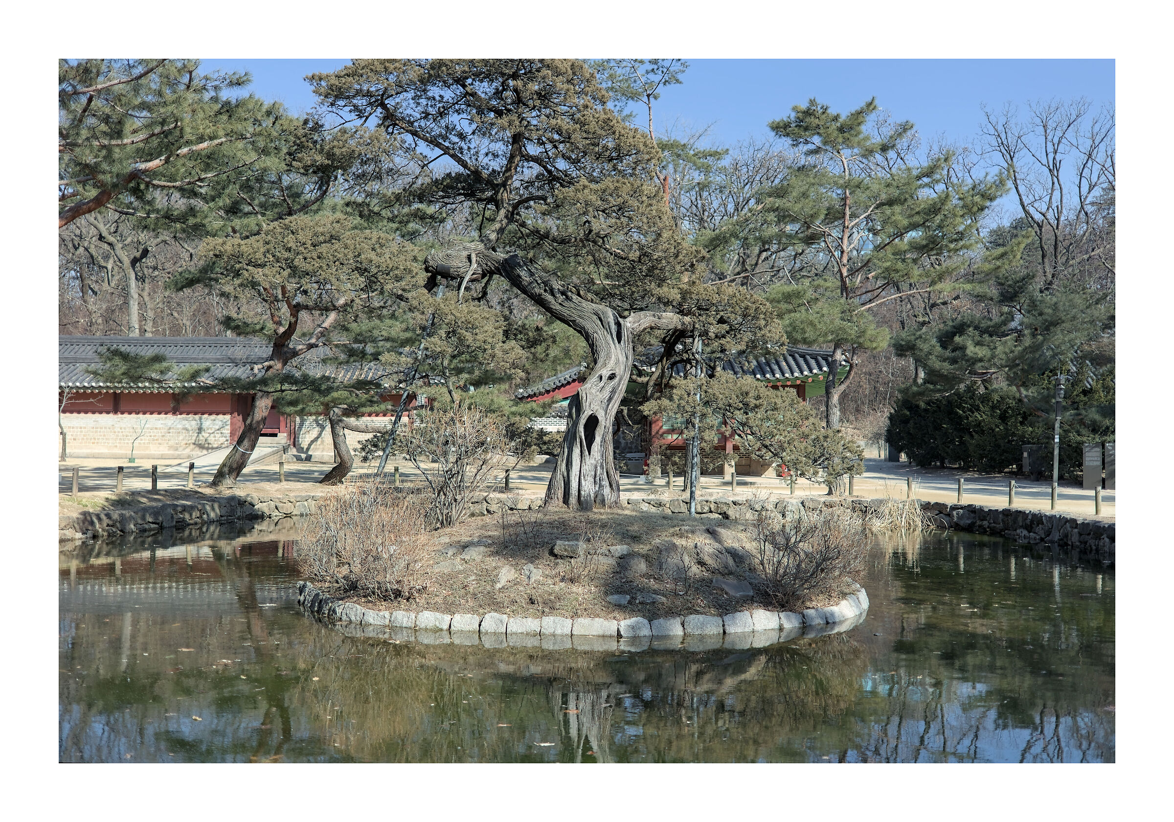 The amazed tree
