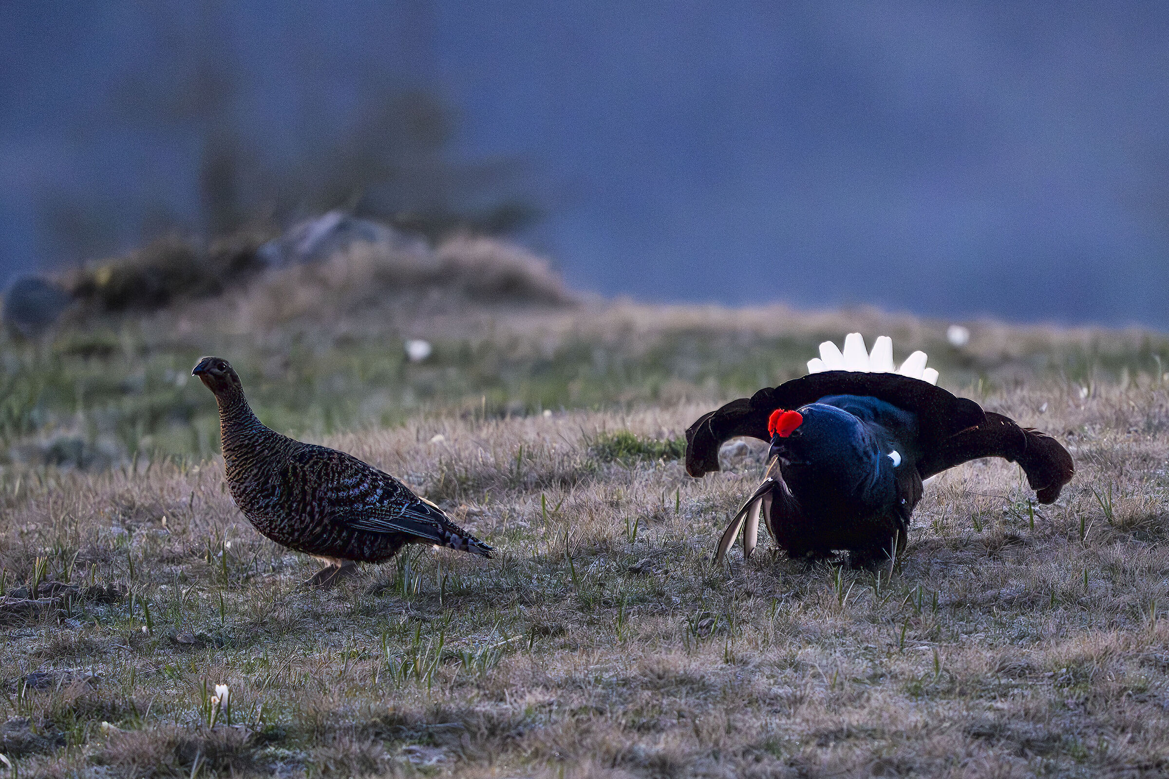 Pair of black grouse