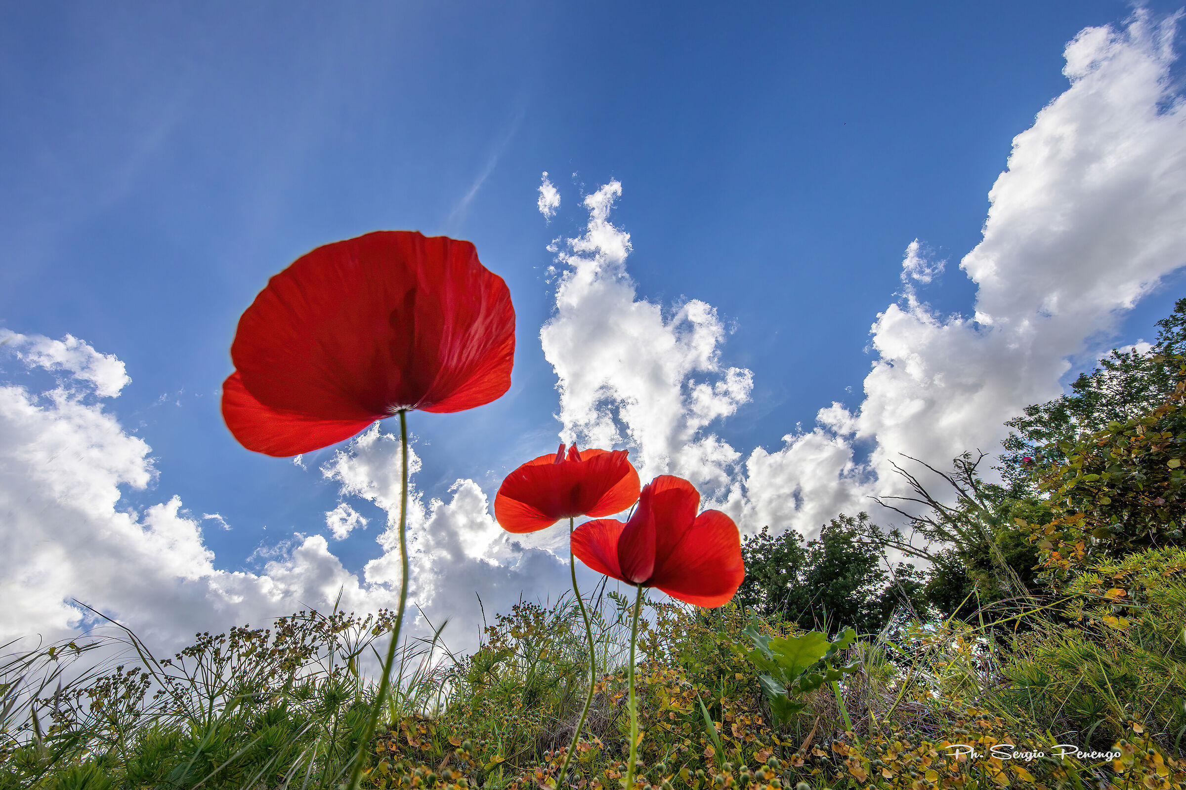Prospettiva di Primavera
