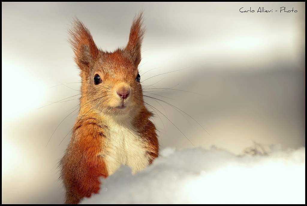 Red Squirrel