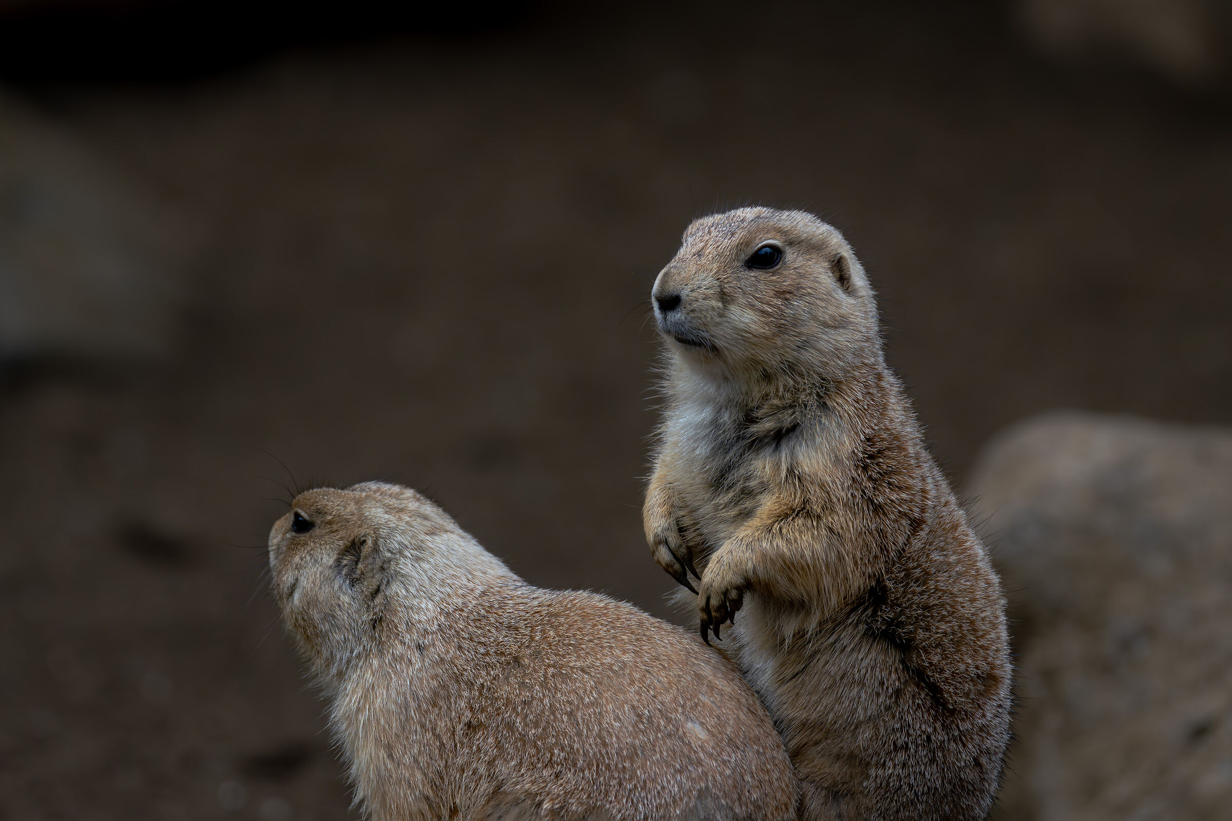 Zoo Edogawa