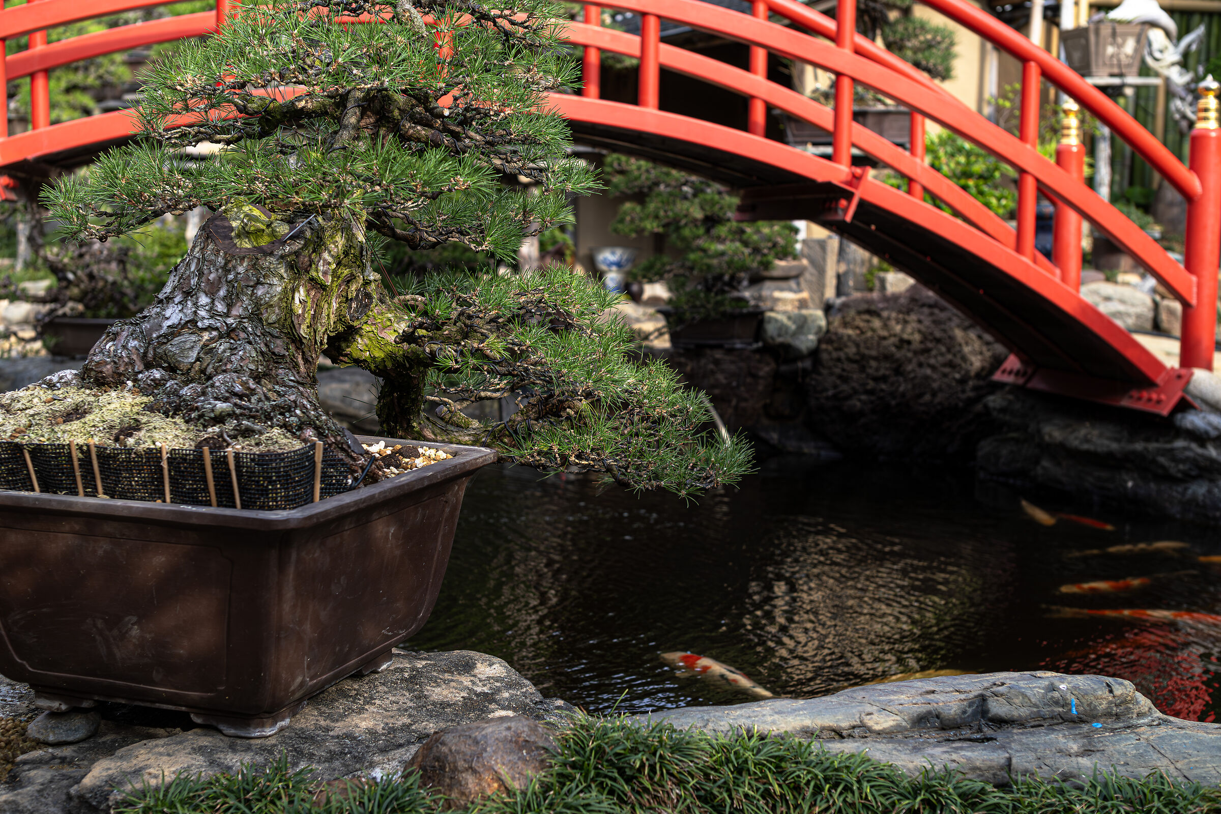 Museo Bonsai