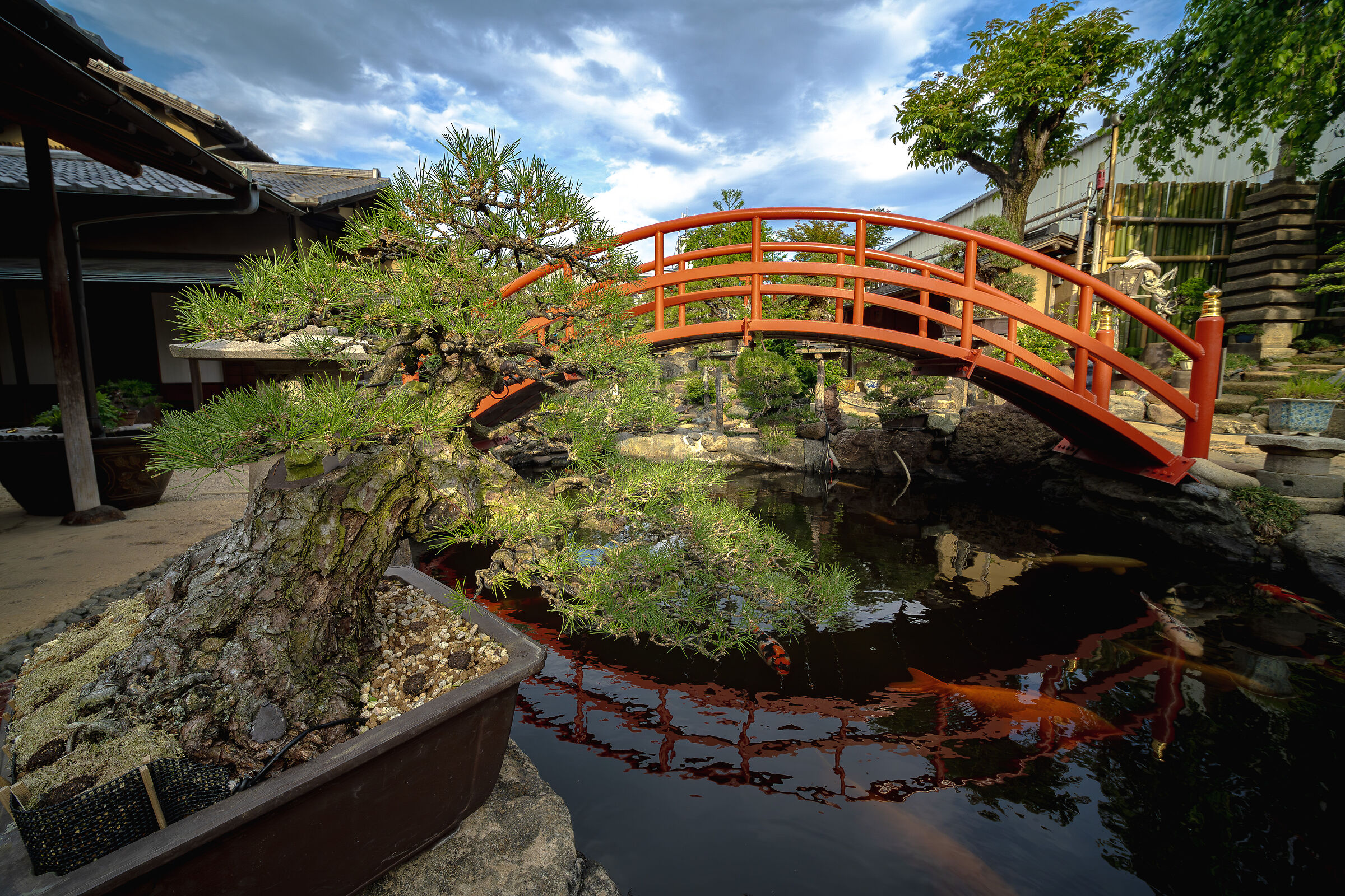 Museo Bonsai
