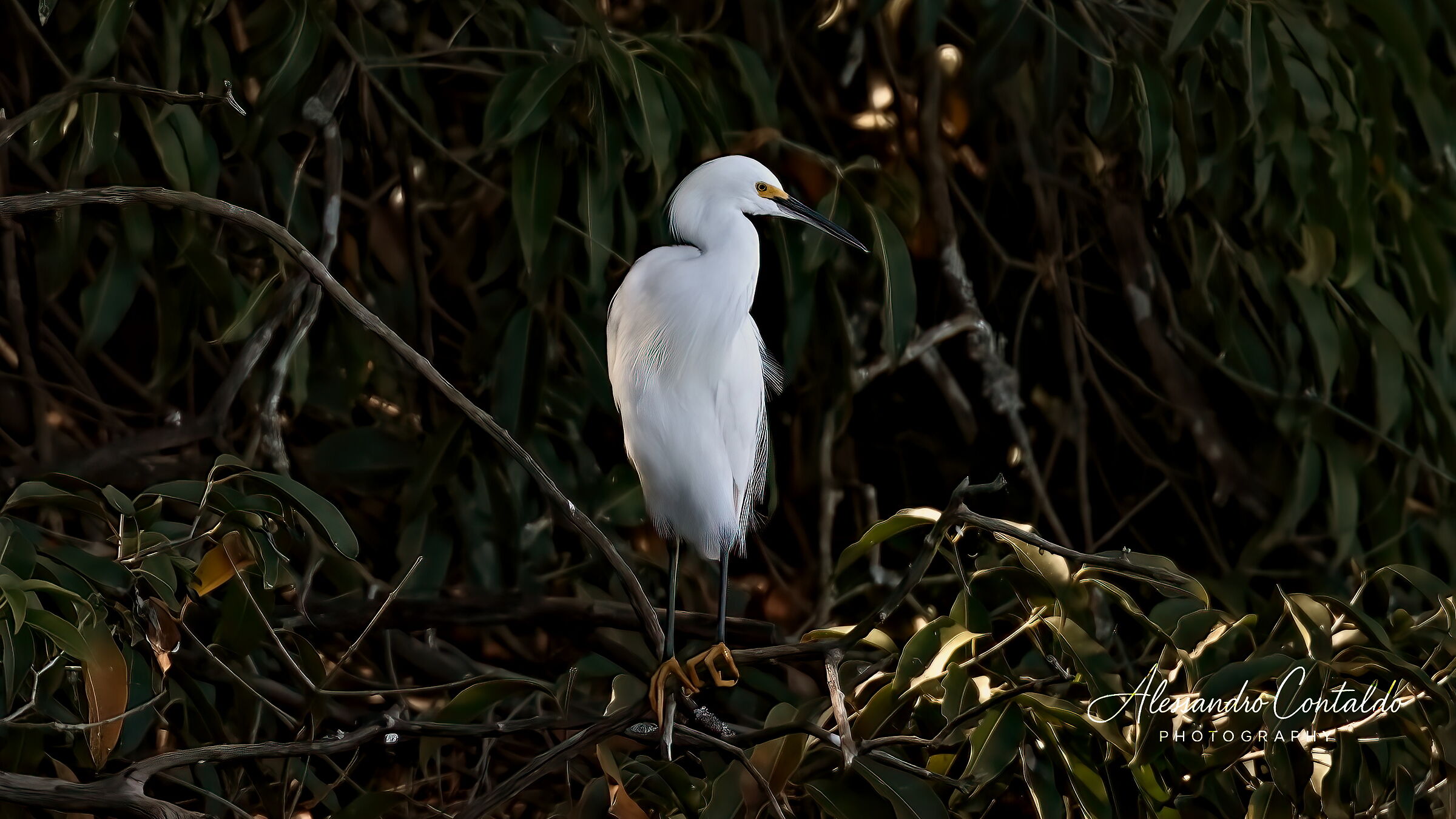 Heron