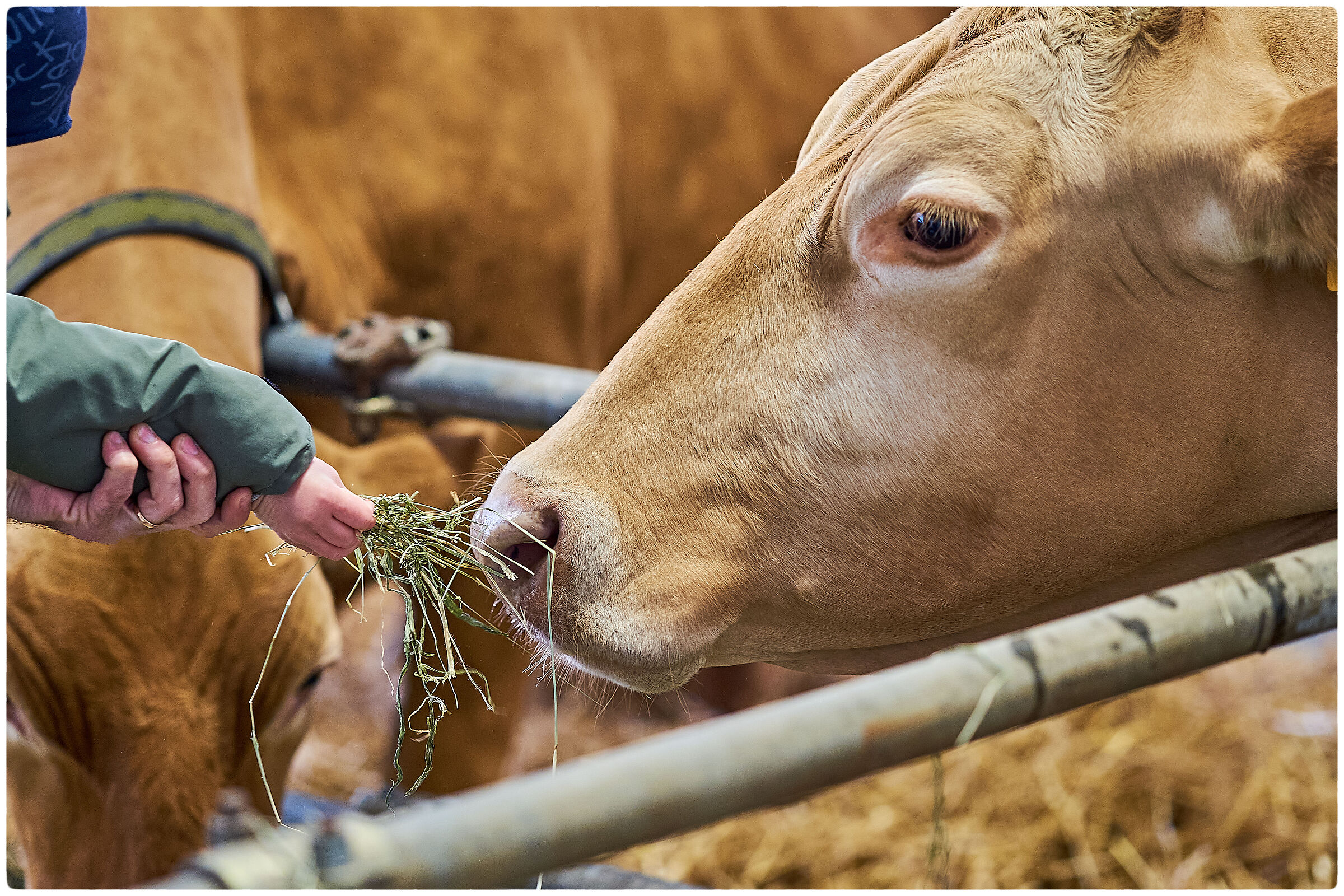 Learning about animals