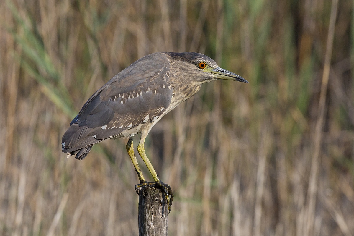 Night Heron subadult