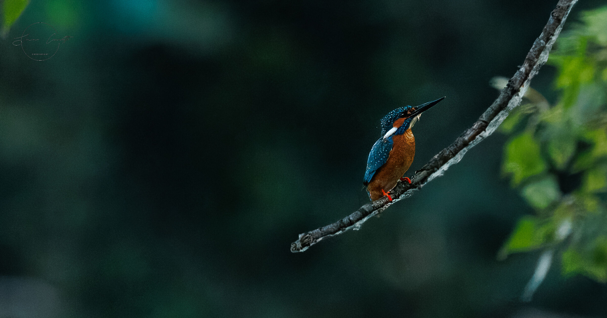 Kingfisher
