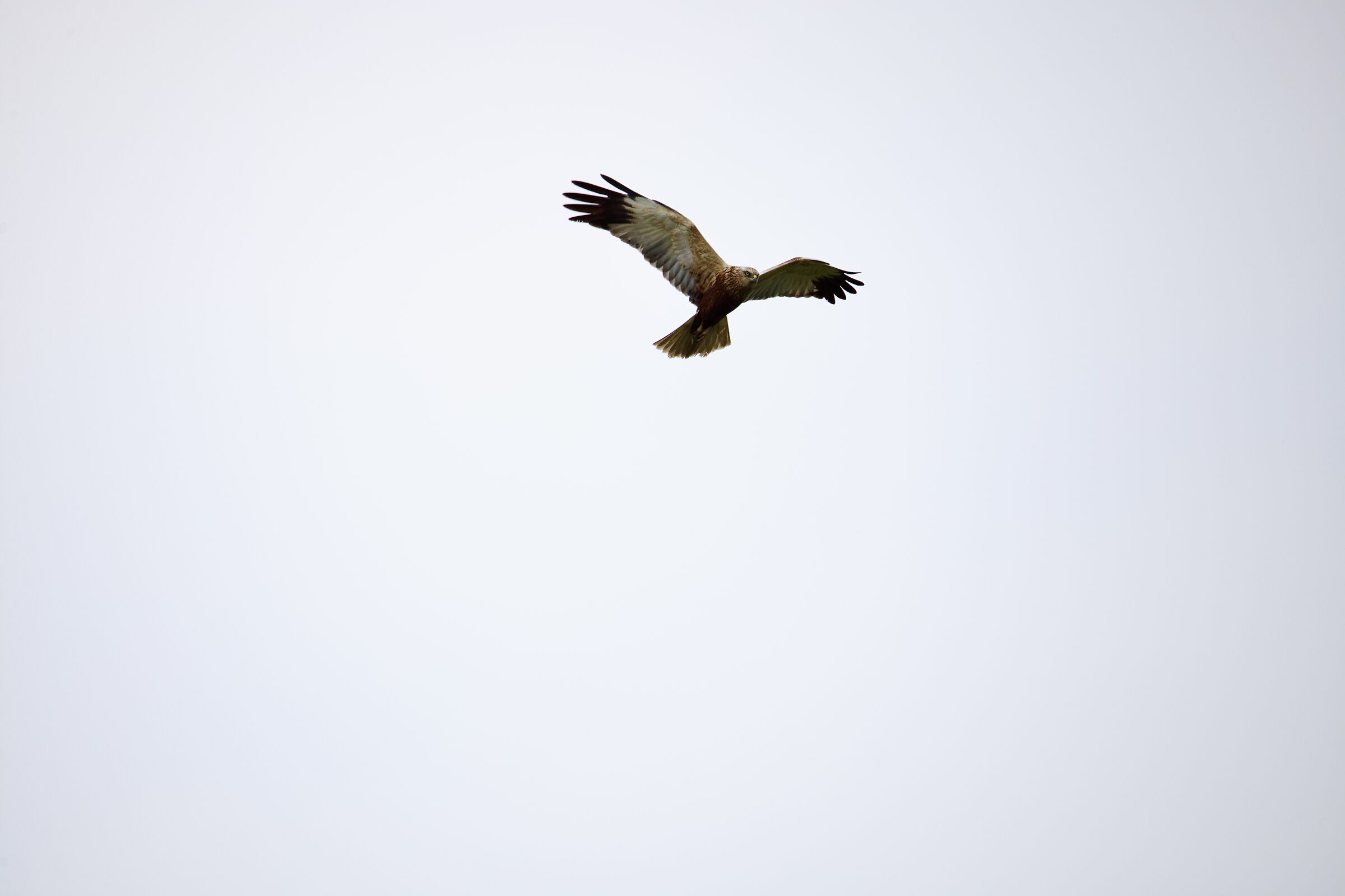 Falco di palude