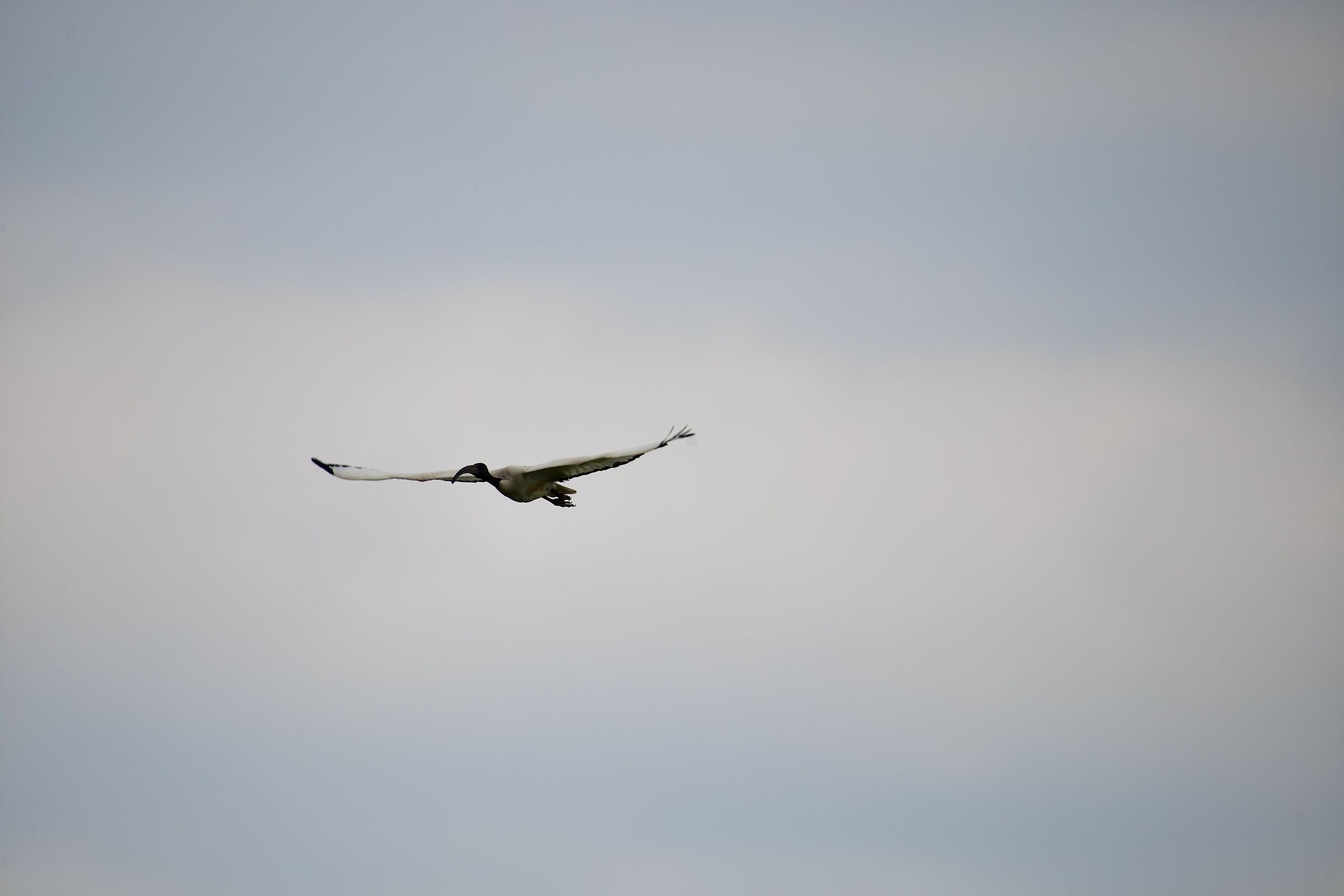 Ibis bianco