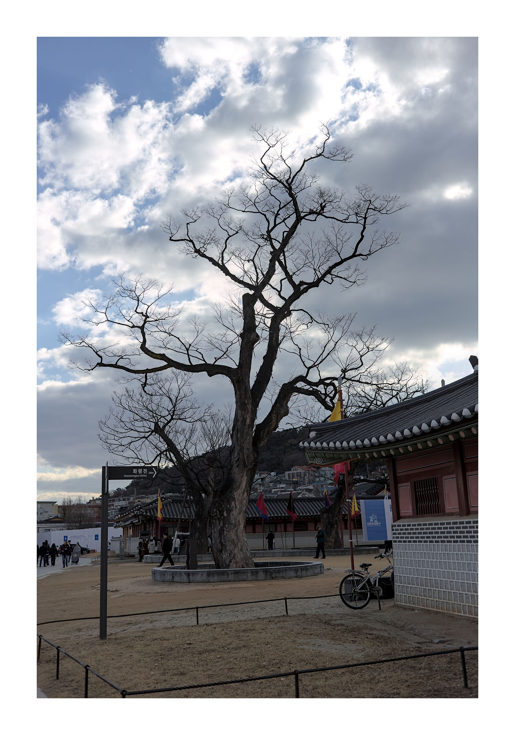 The Suwon Tree