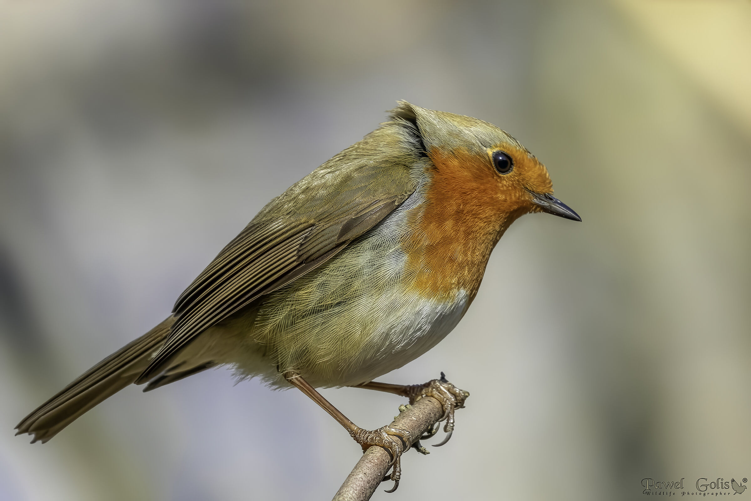 European robin (Erithacus rubecula)