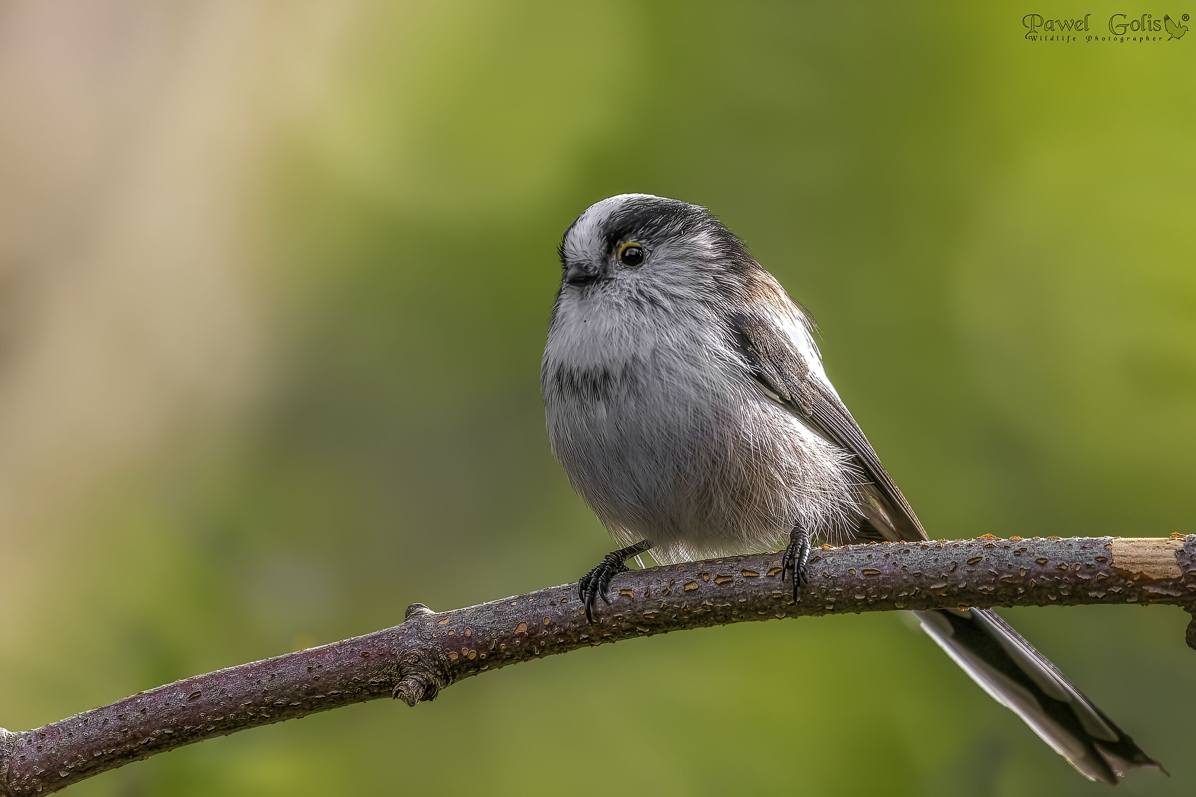 Long-tailed bushtit (Aegithalos caudatus)