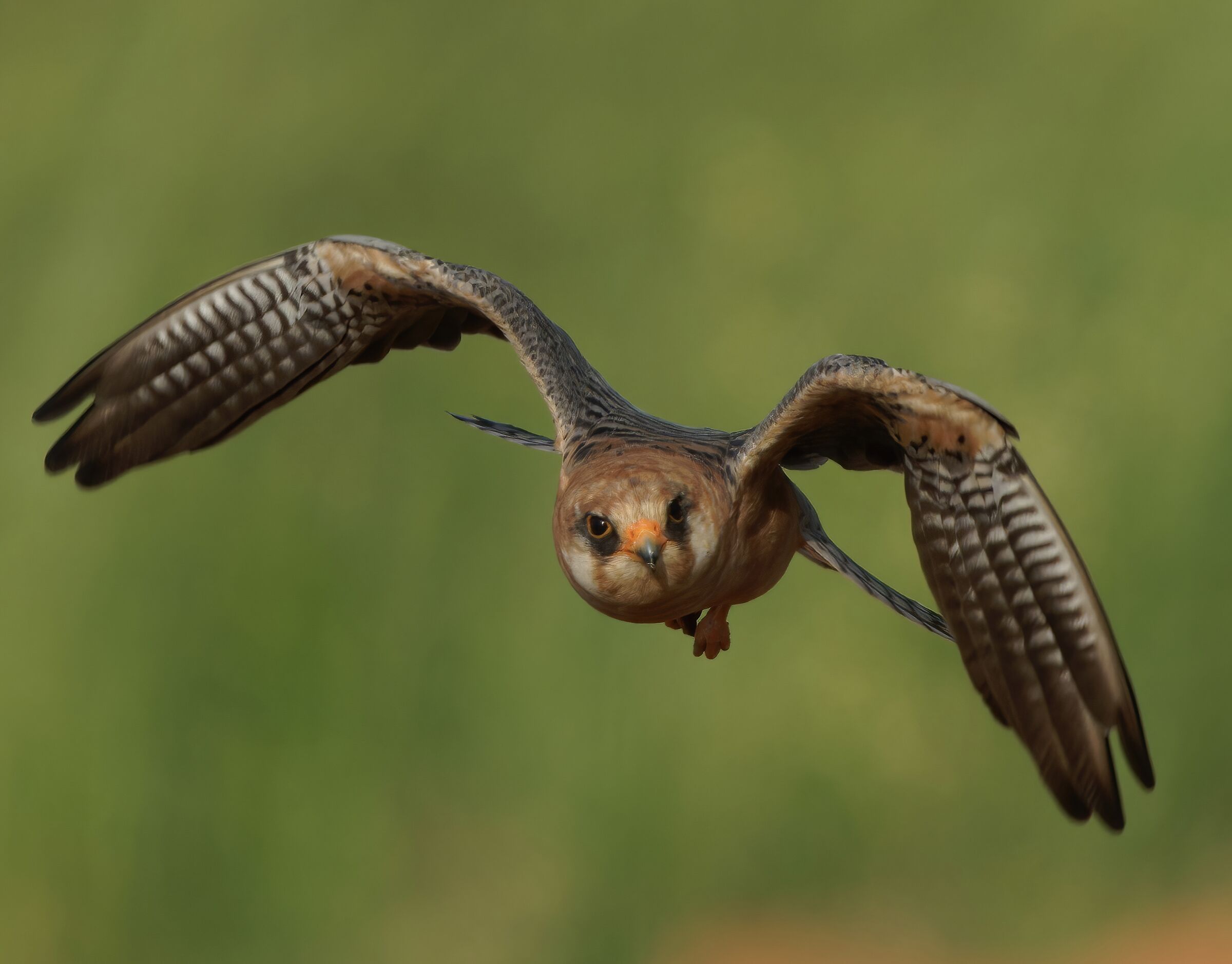 falco cuculo